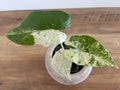 Alocasia Macrorrhiza splash #10