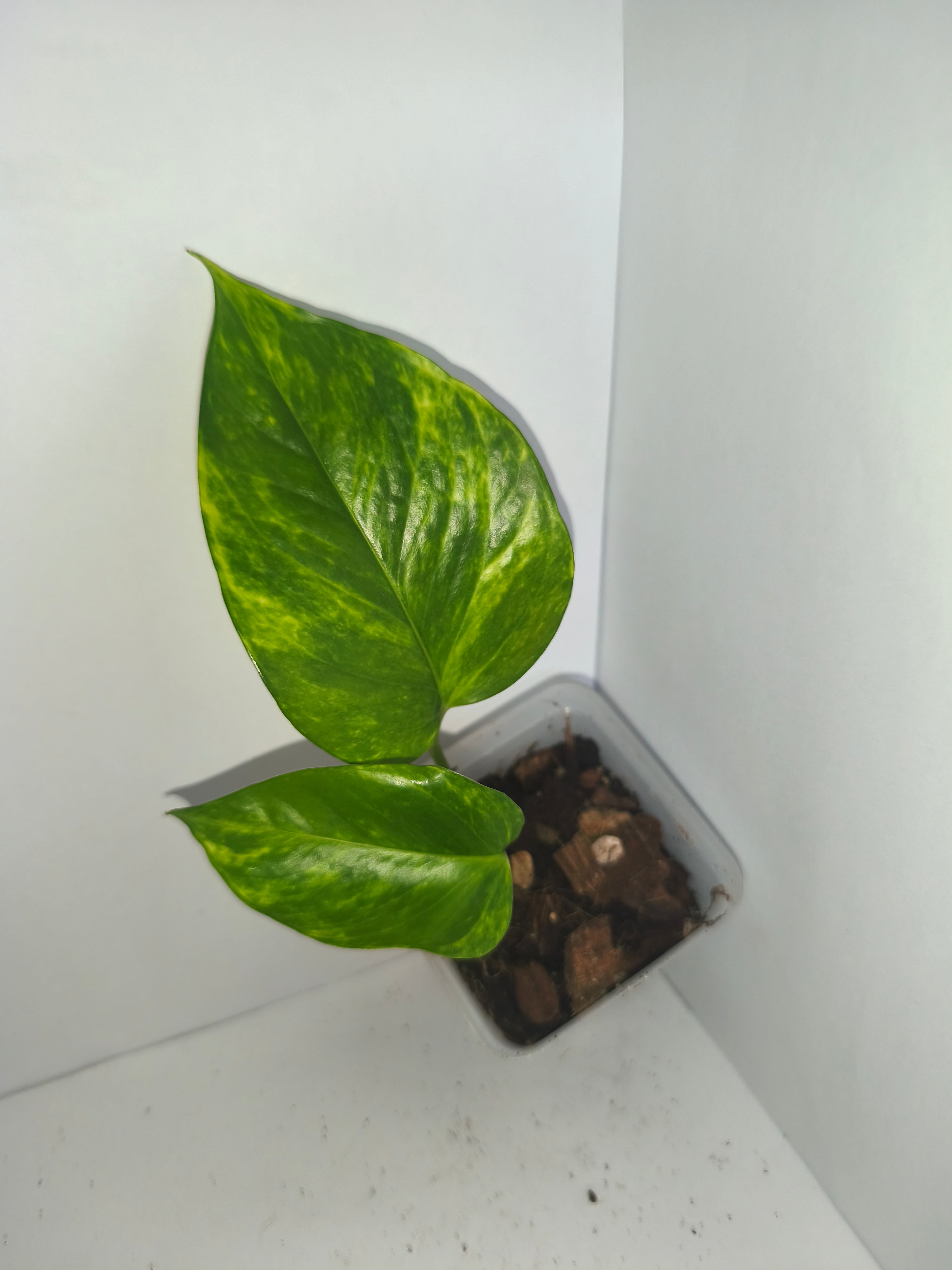 Epipremnum aureum #12