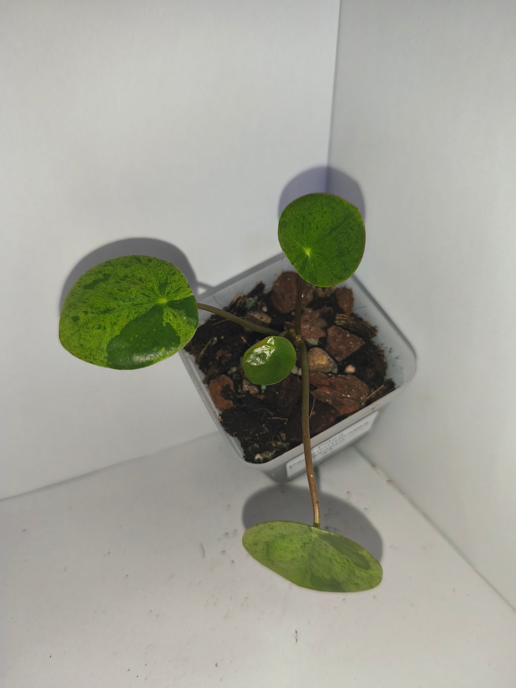 Pilea Peperomioides Mojito #1
