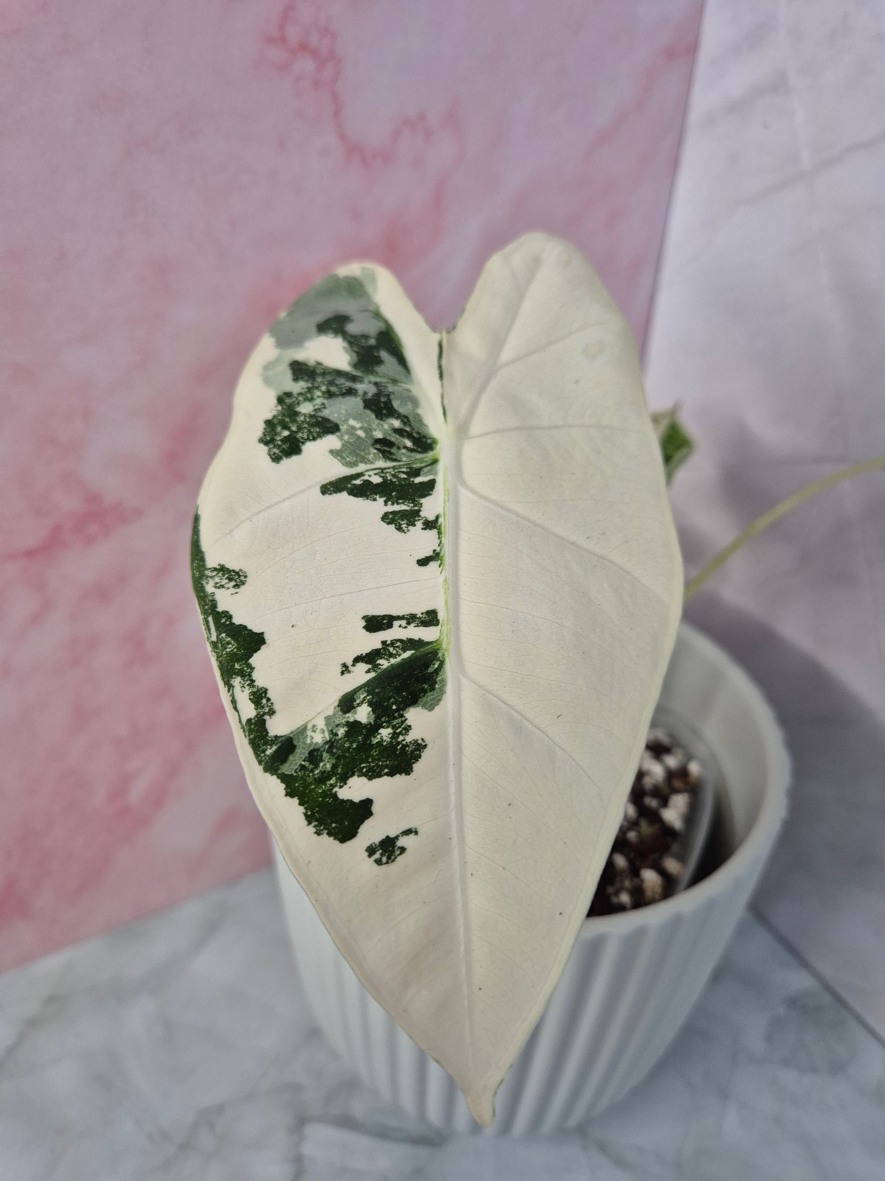 Alocasia Micholitziana Frydek Variegated #6