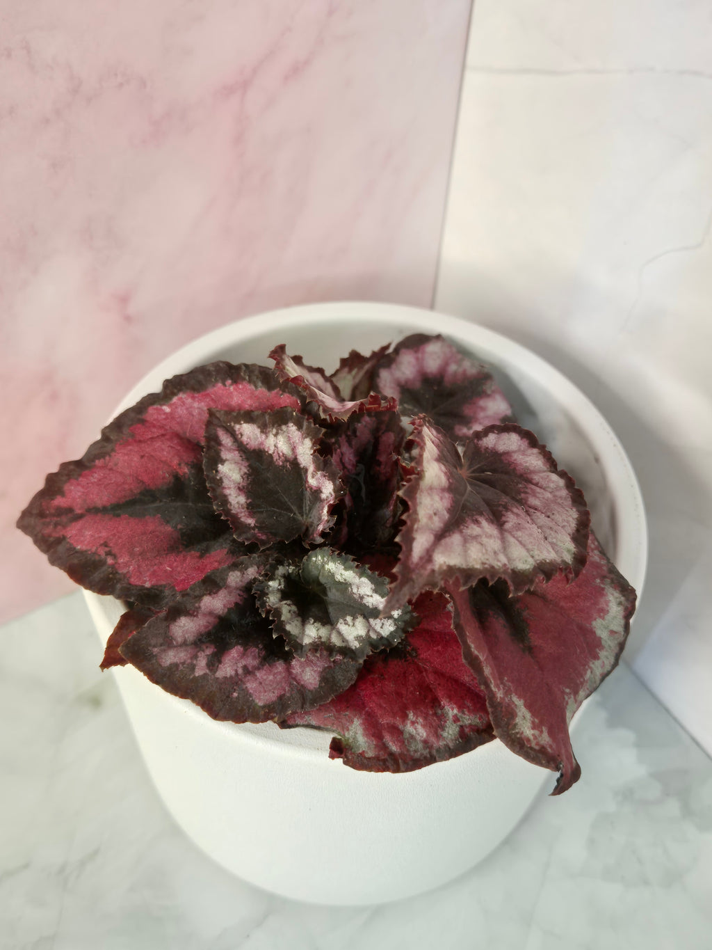 Begonia Red Heart #9