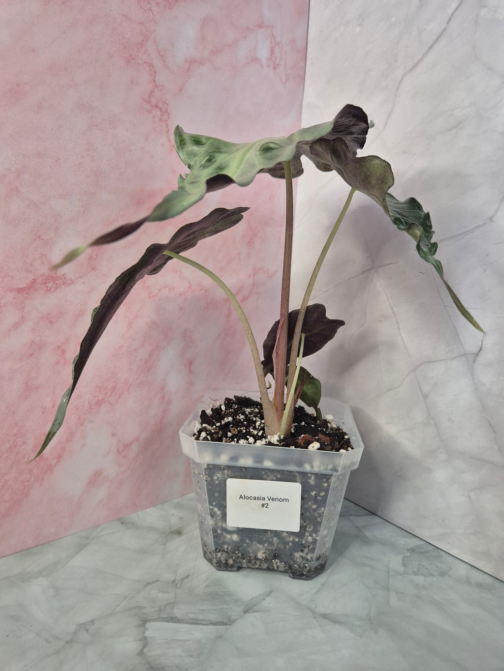 Alocasia Venom #2