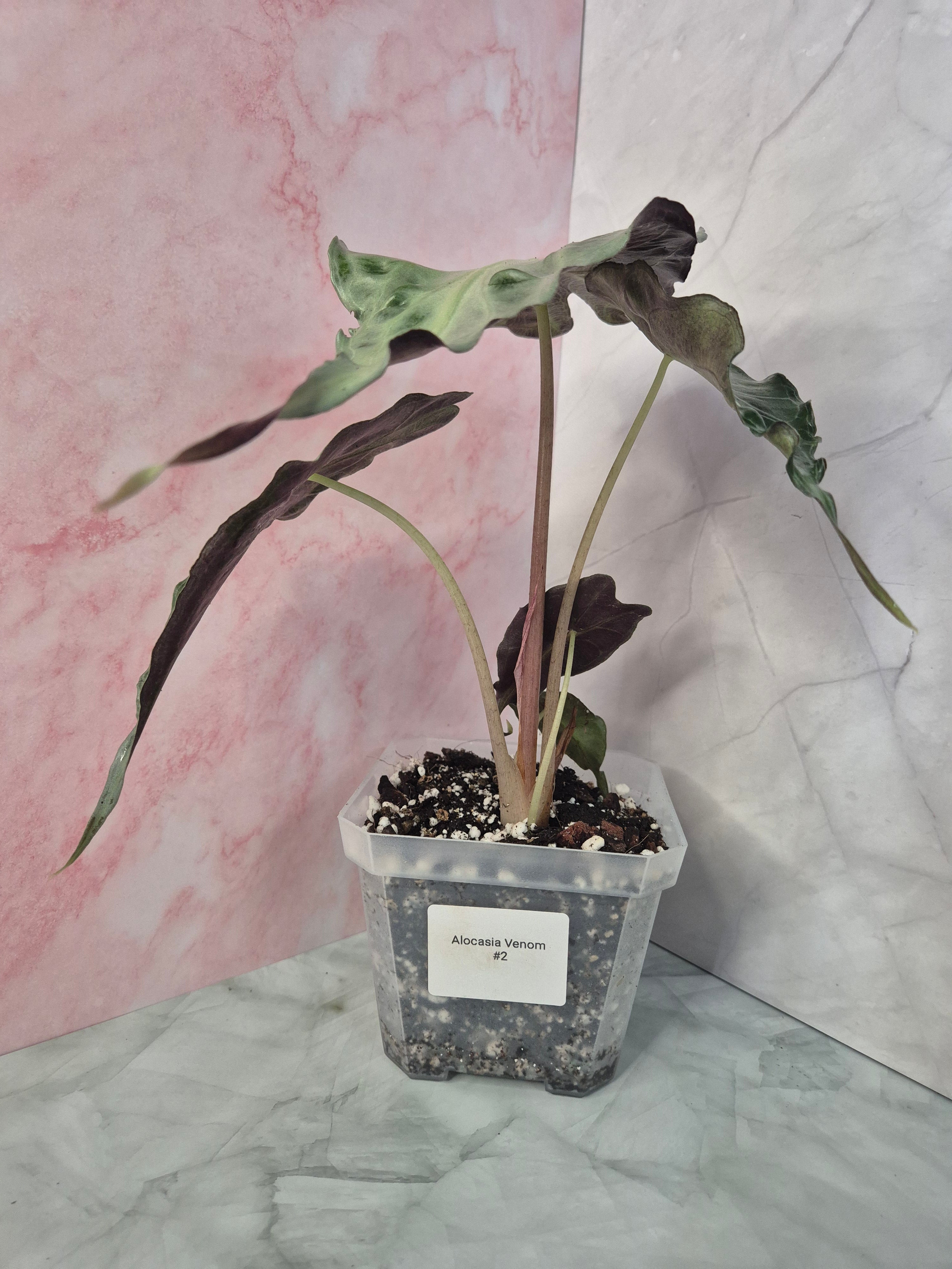 Alocasia Venom #2