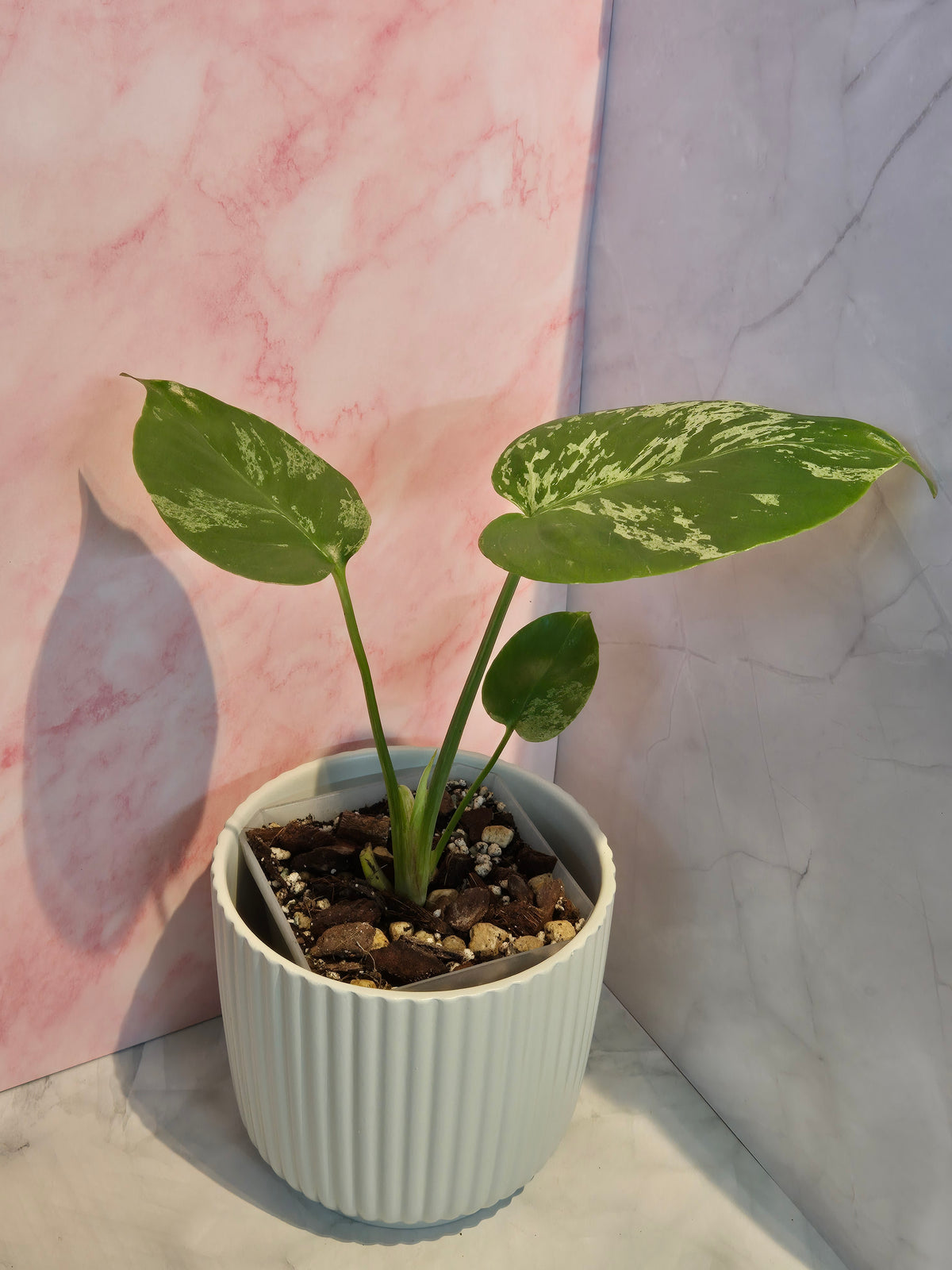 Monstera Deliciosa Bulbasaur #2