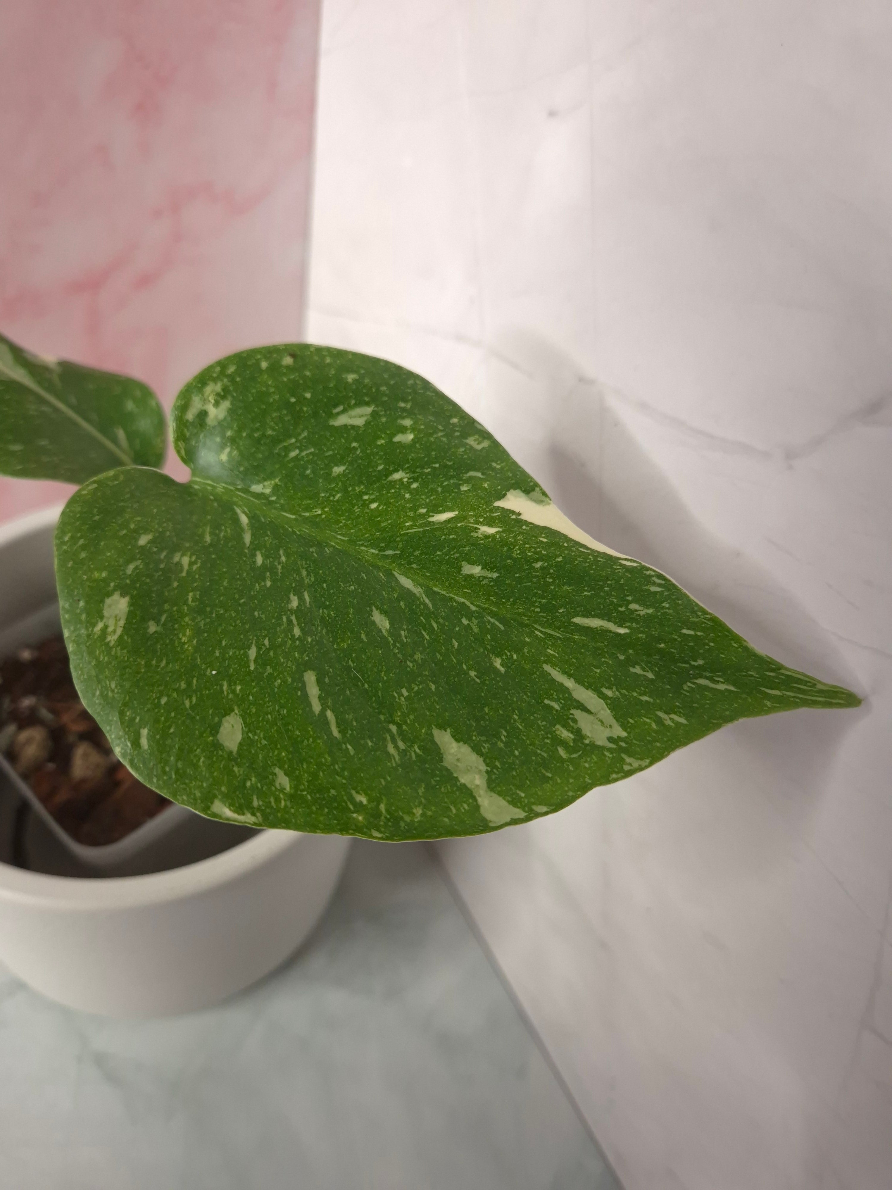 Monstera Thai Constellation #9