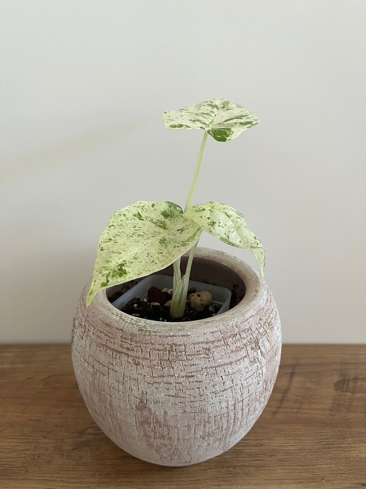 Alocasia Macrorrhiza splash #9