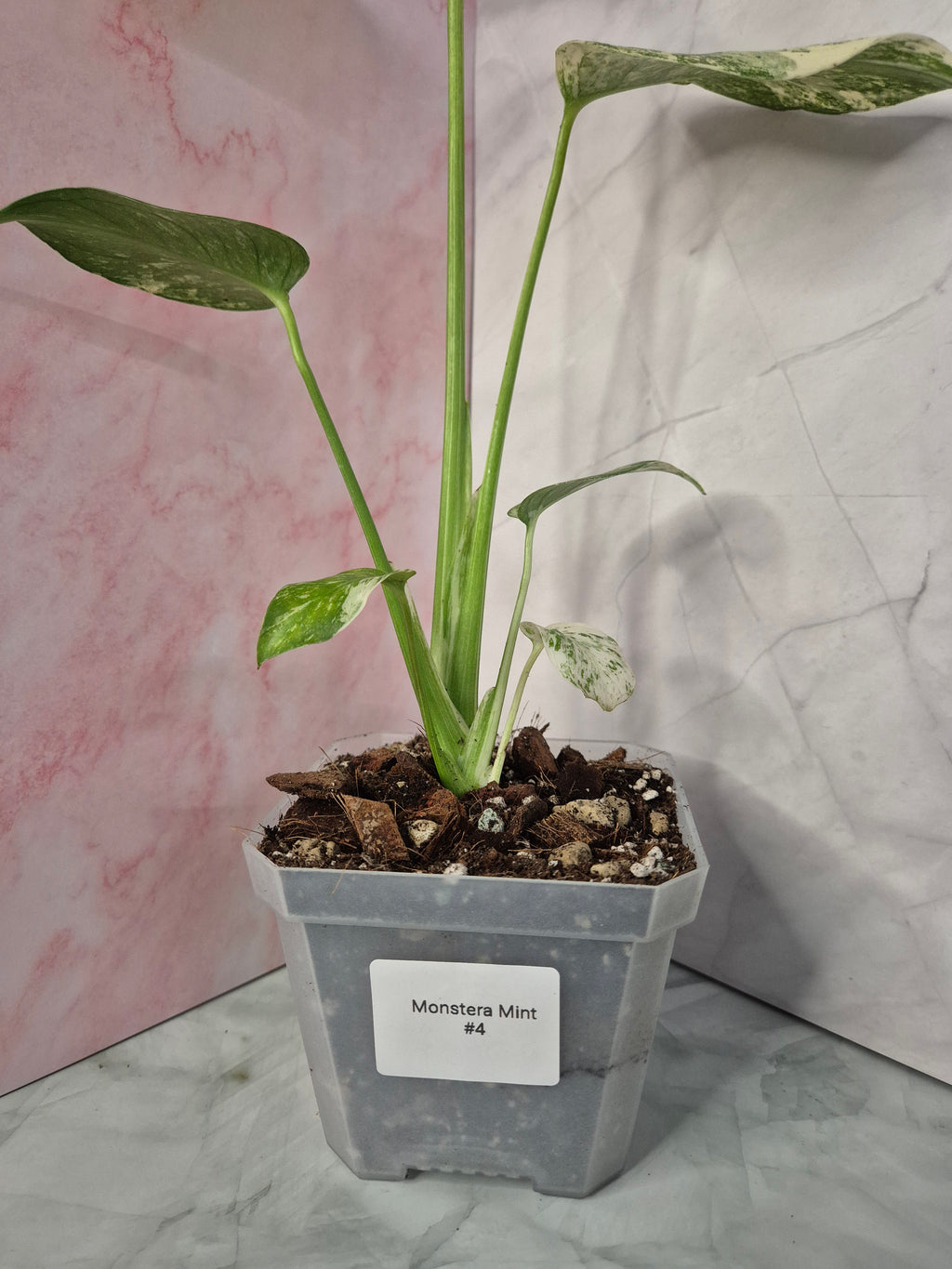 Monstera Mint #4