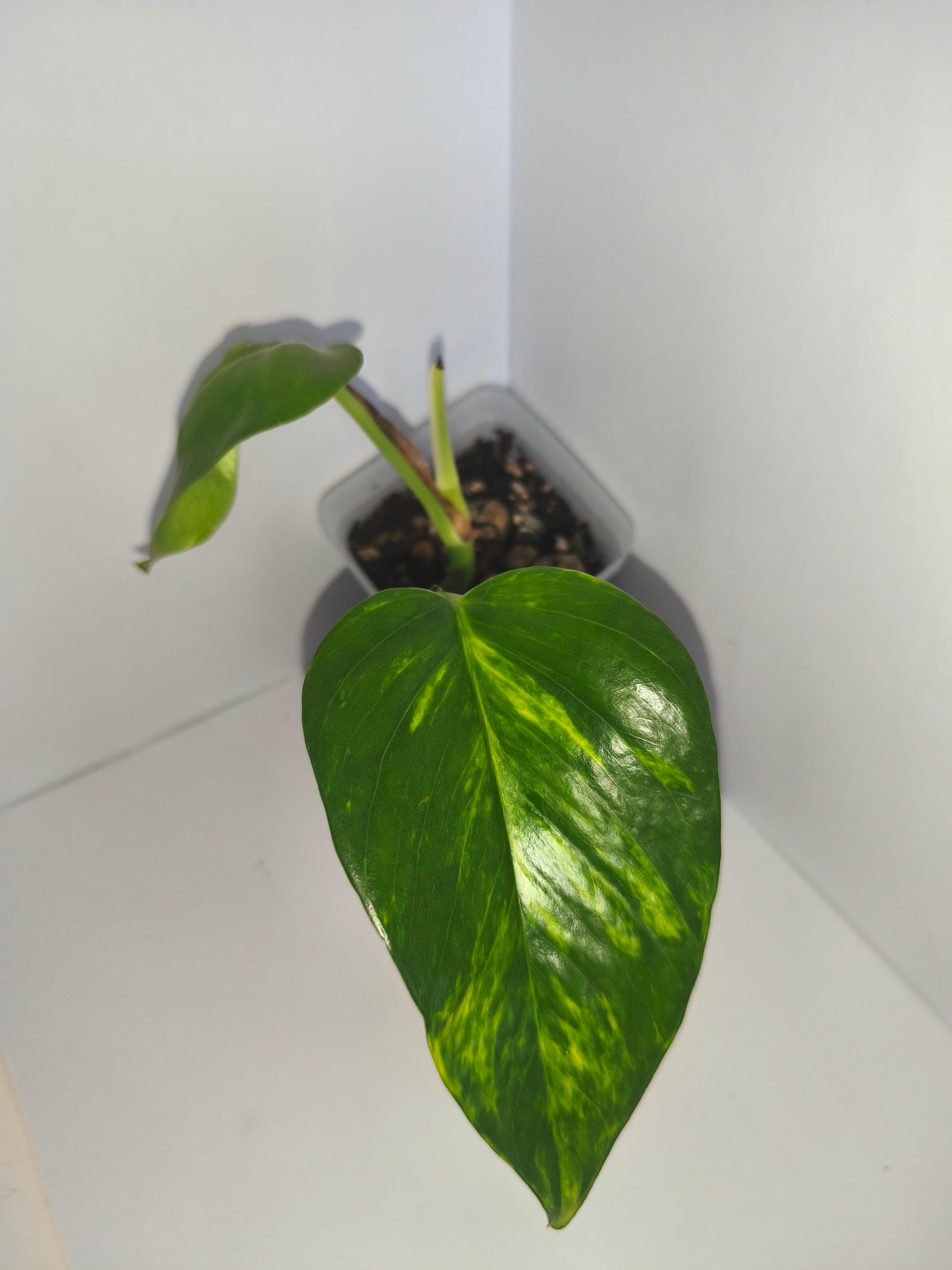 Epipremnum aureum #2