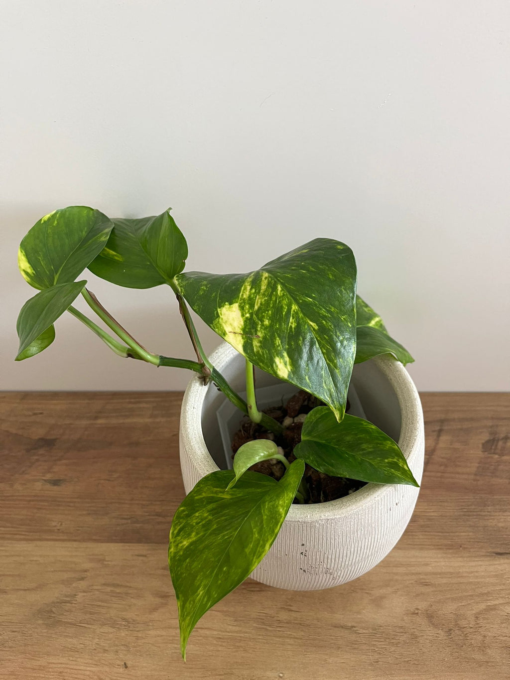 Epipremnum aureum #2