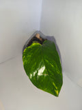 Epipremnum aureum #6