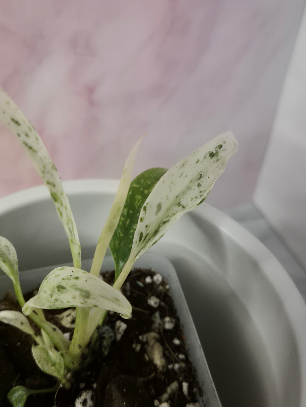 Rhaphidophora Puberula Variegata #9