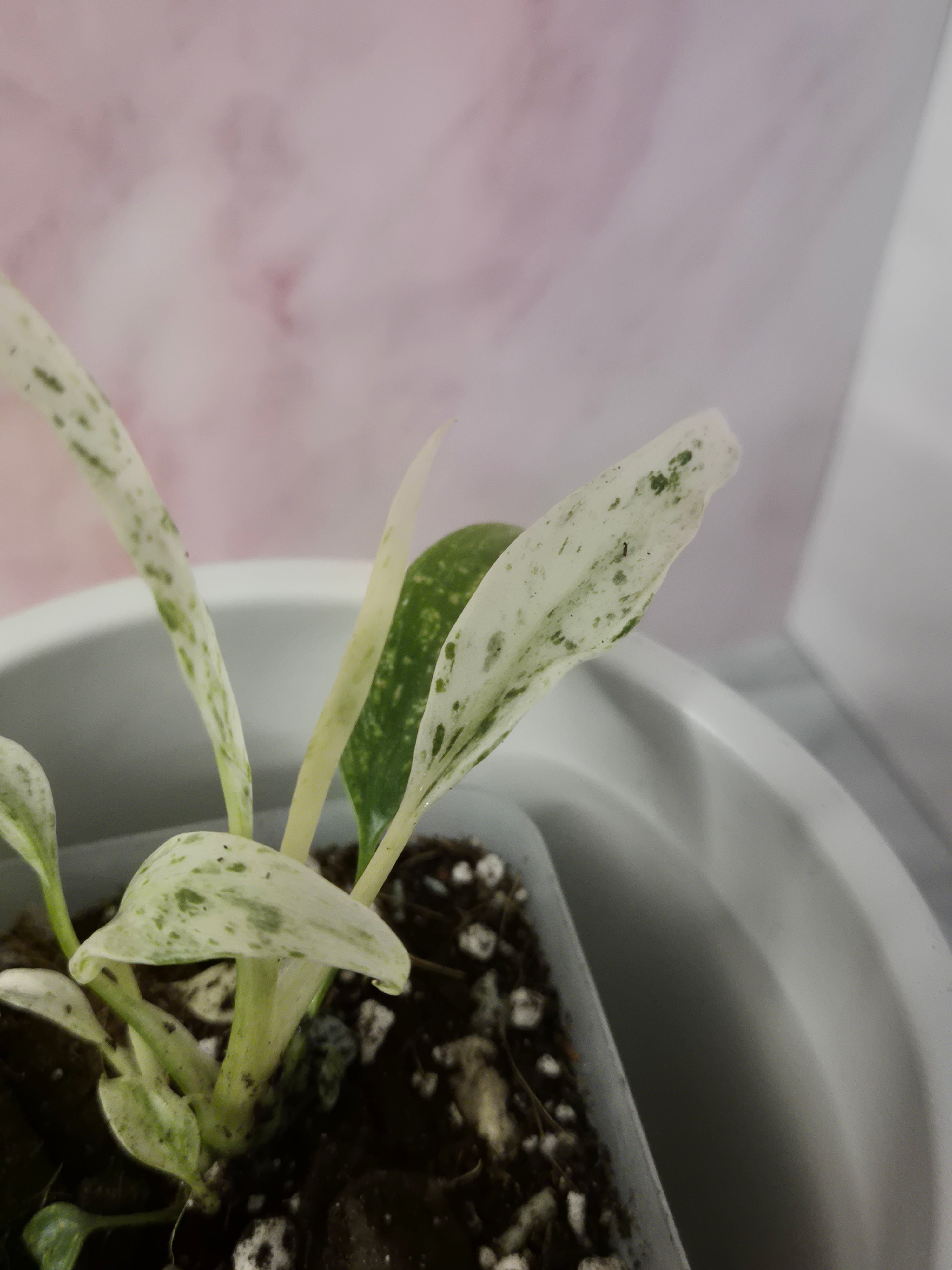 Rhaphidophora Puberula Variegata #9