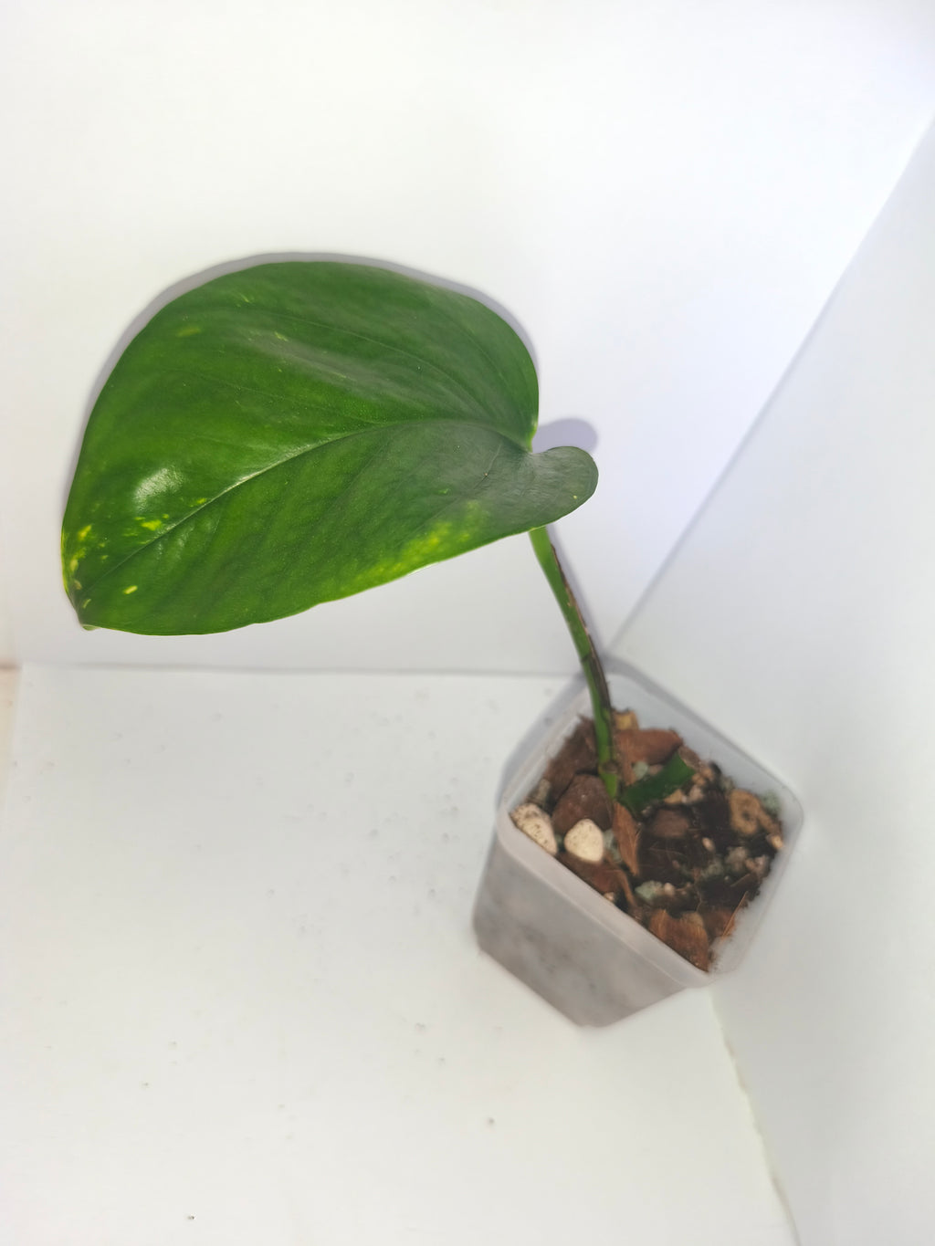 Epipremnum aureum #11