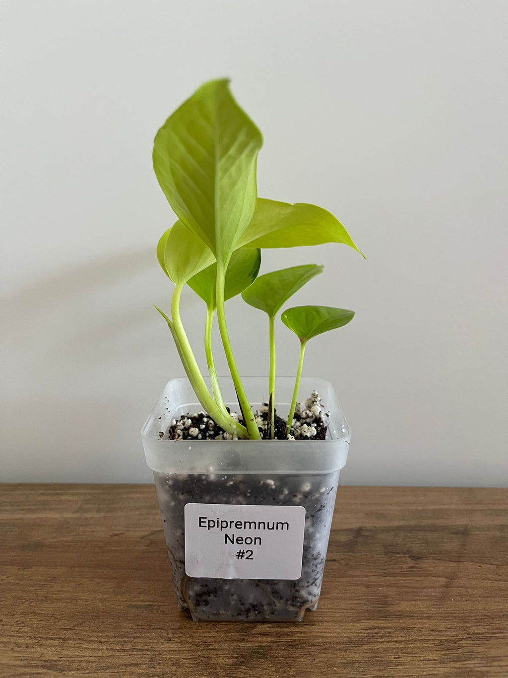 Epipremnum aureum Neon #2