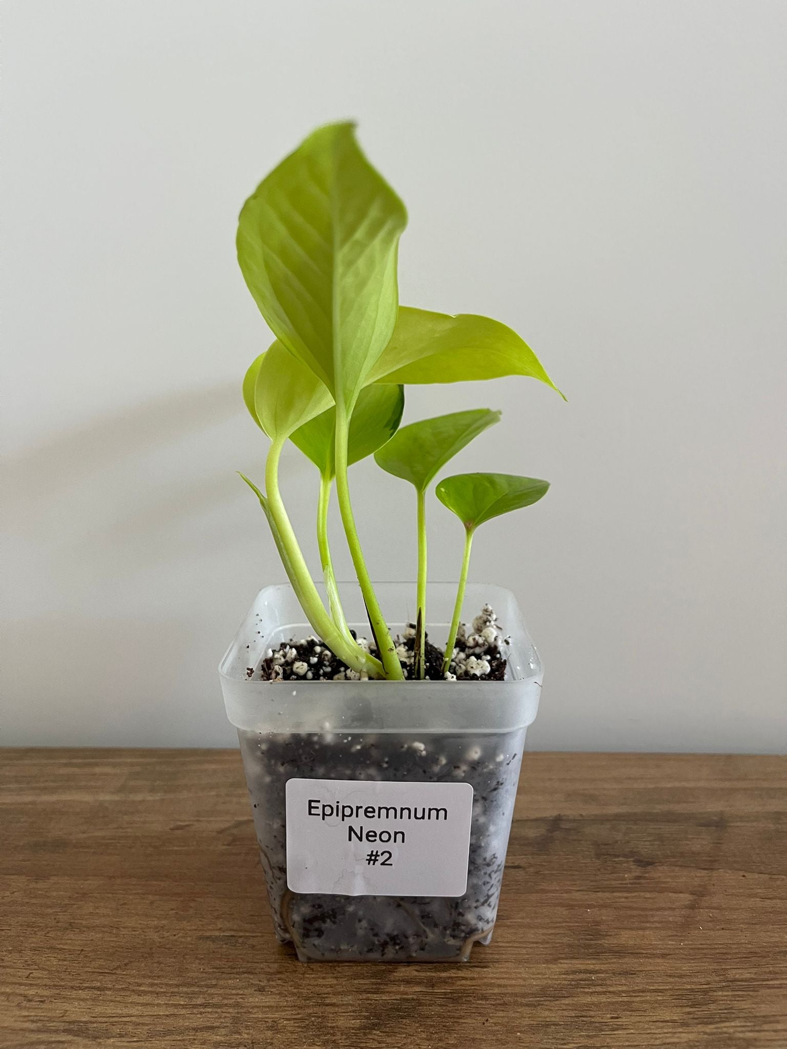 Epipremnum aureum Neon #2
