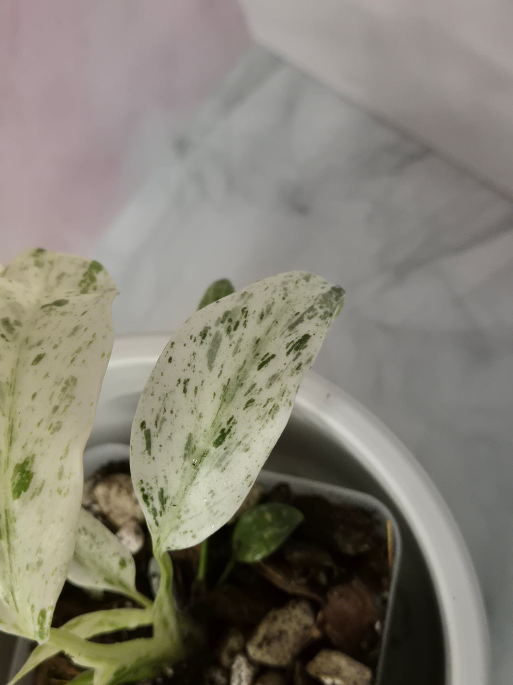 Rhaphidophora Puberula Variegata #8