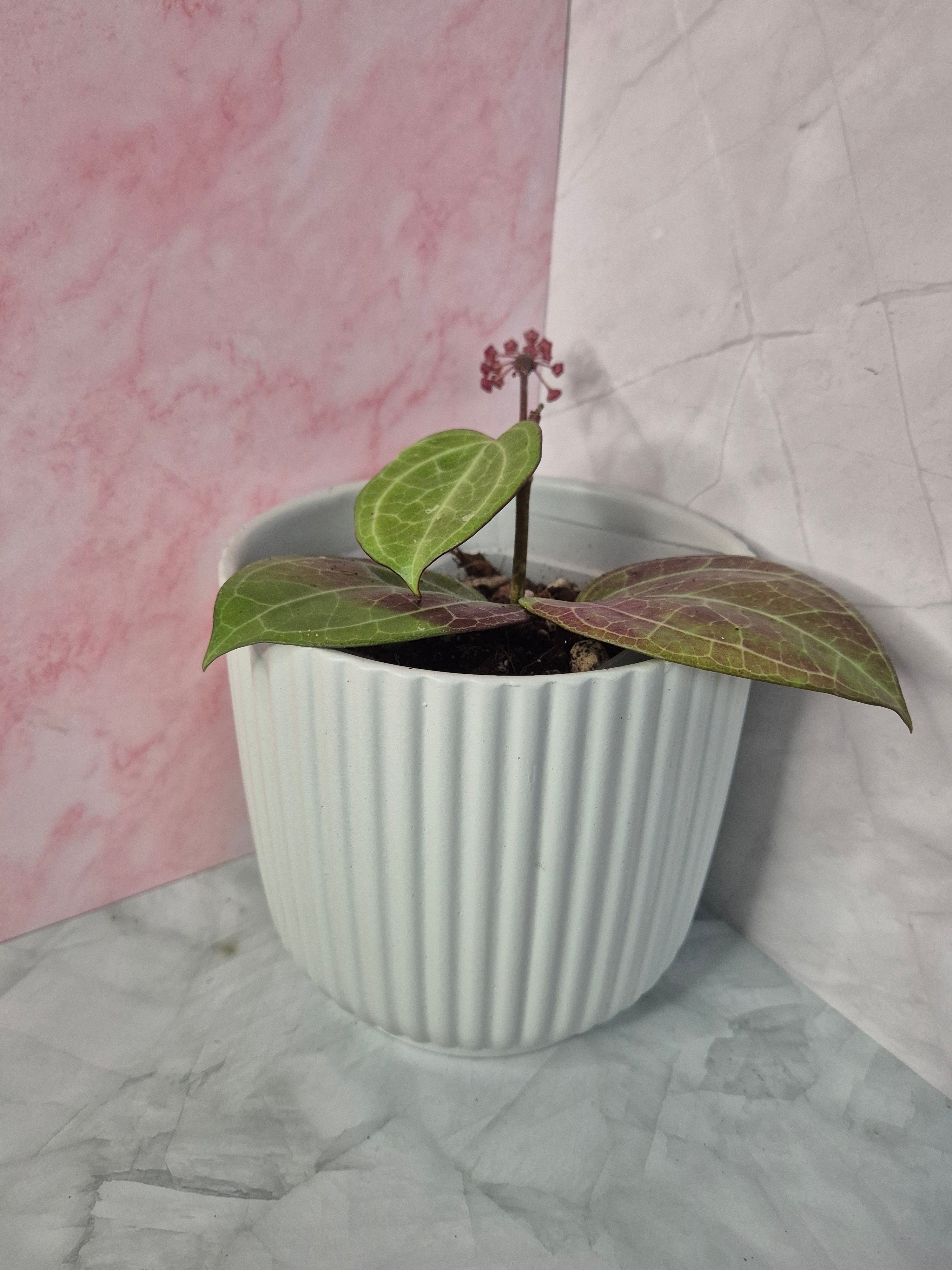 Hoya Sarawak Cream #2