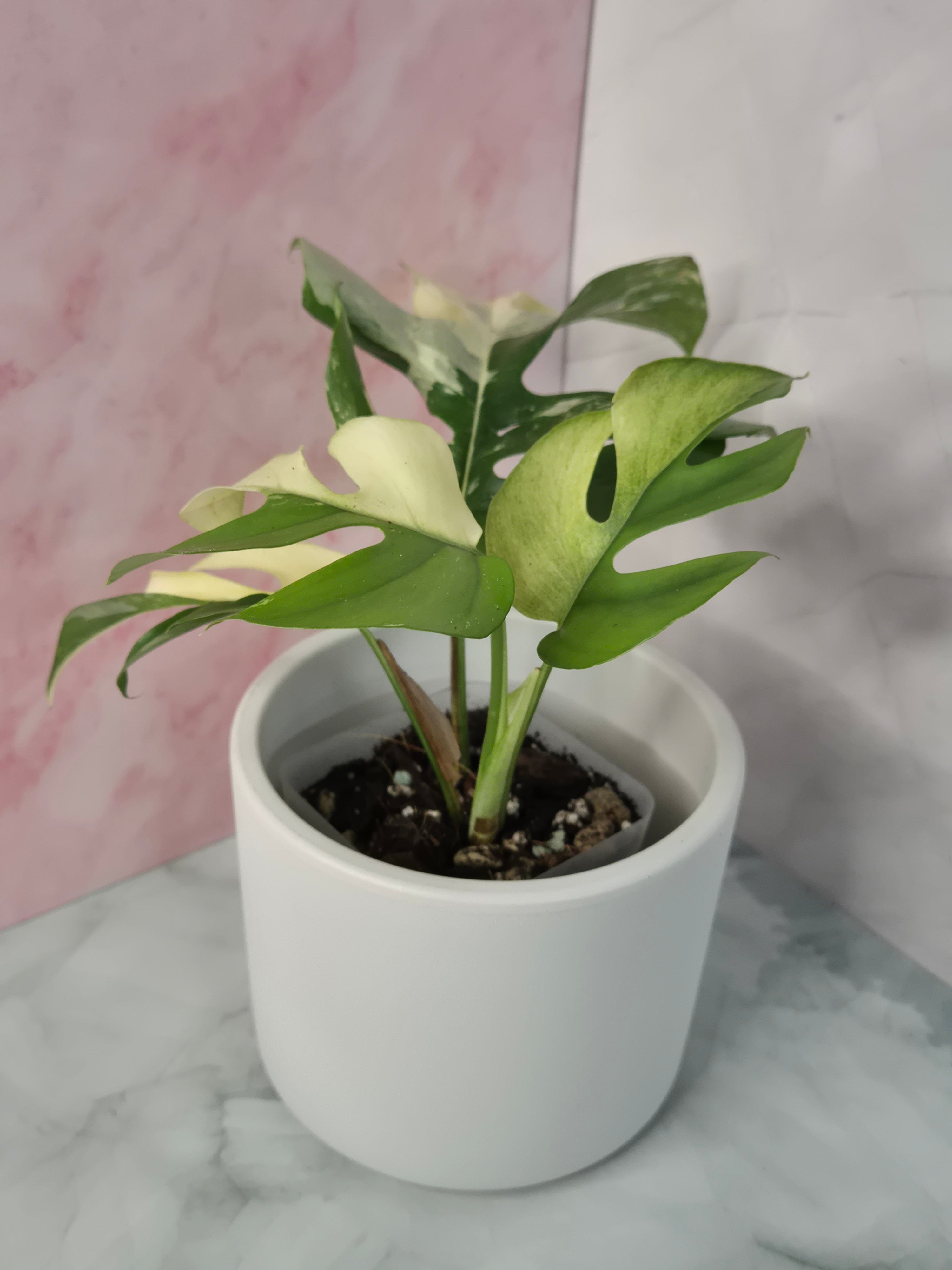 Monstera Minima Variegated #8 (Rhaphidophora Tetrasperma Variegated)