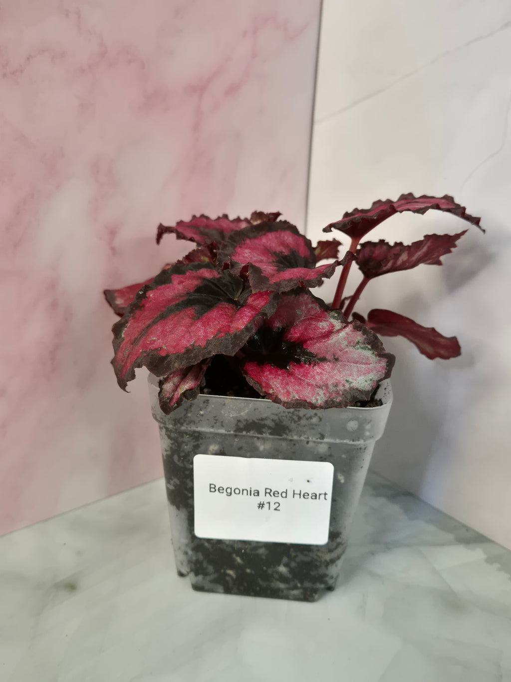 Begonia Red Heart #12