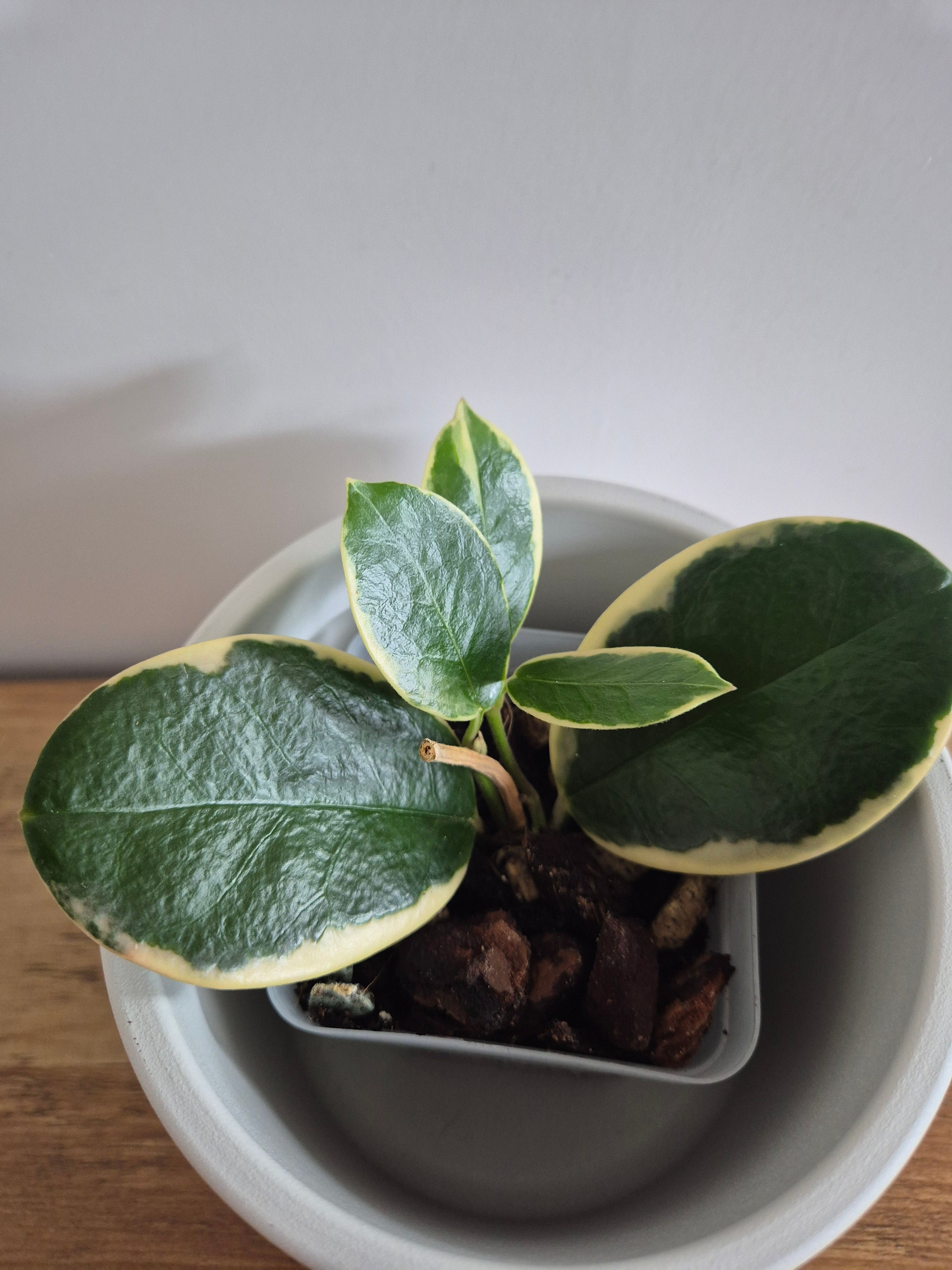 Hoya Australis Variegated #1
