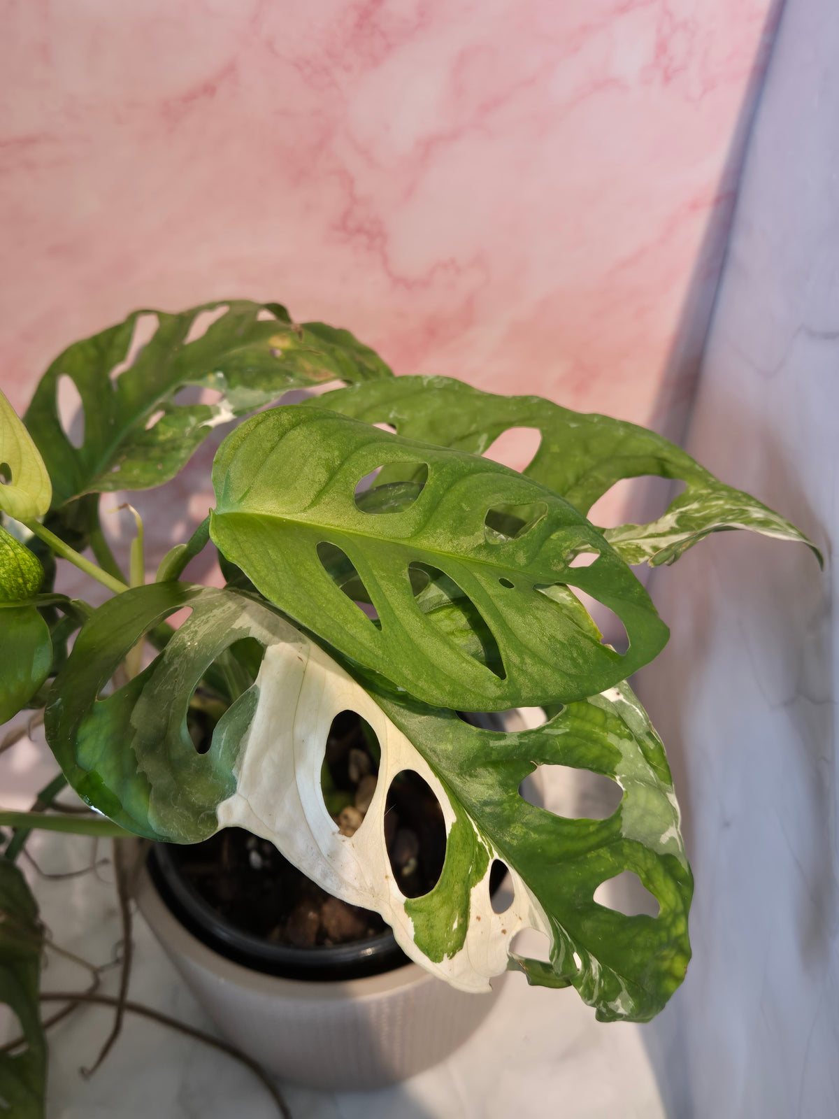 Monstera Adansonii Variegated #3