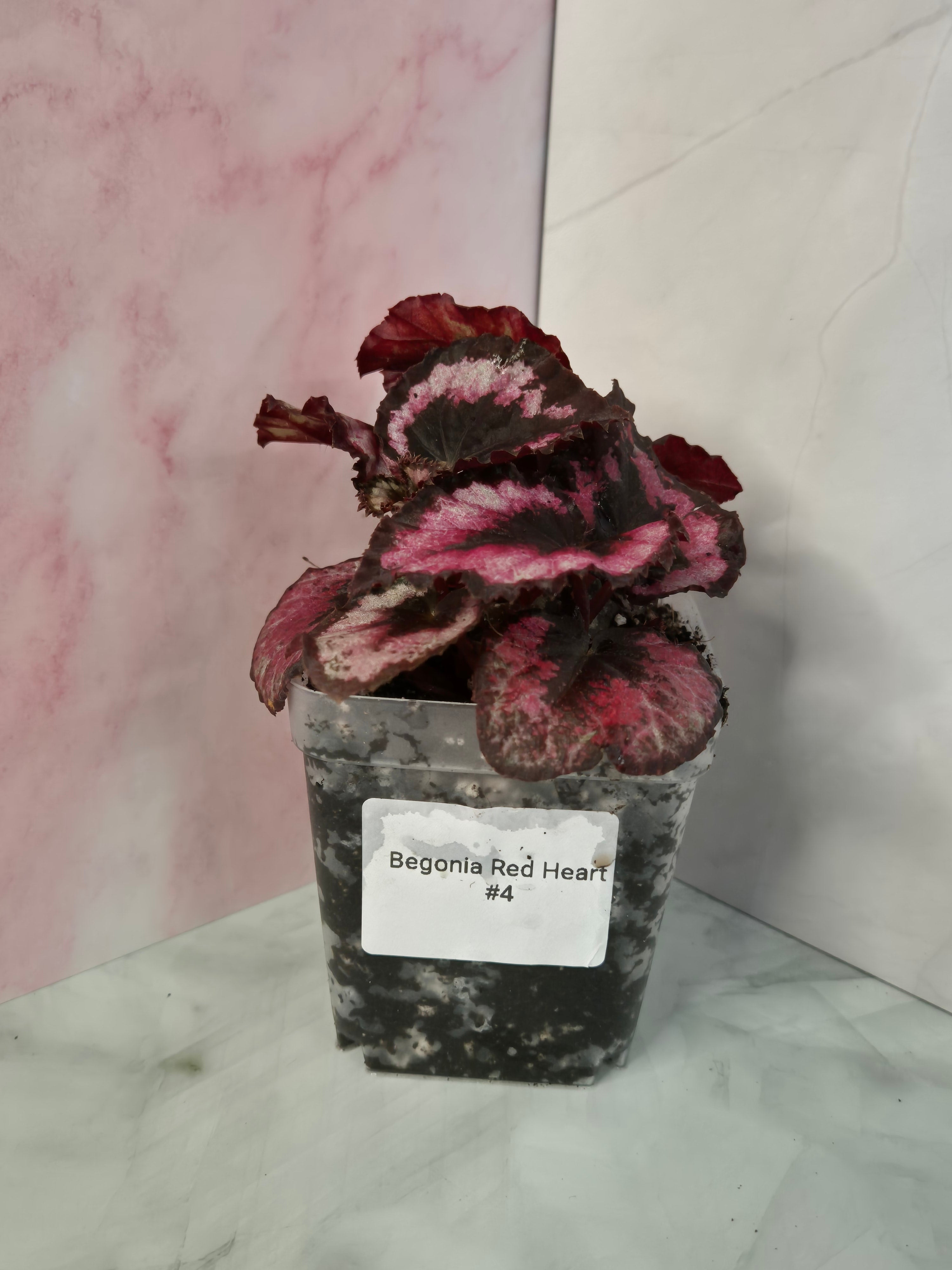 Begonia Red Heart #4