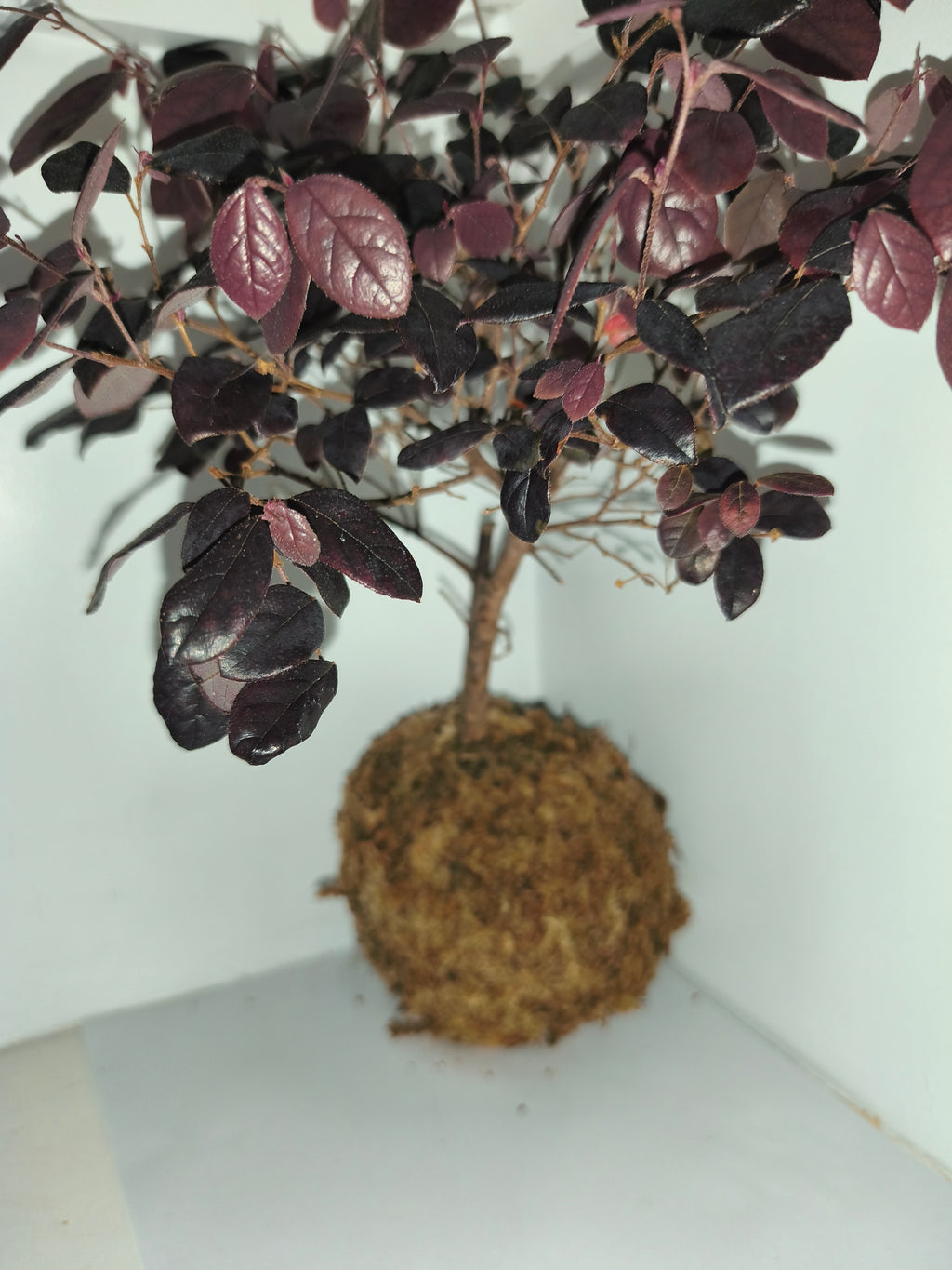Kokedama #7