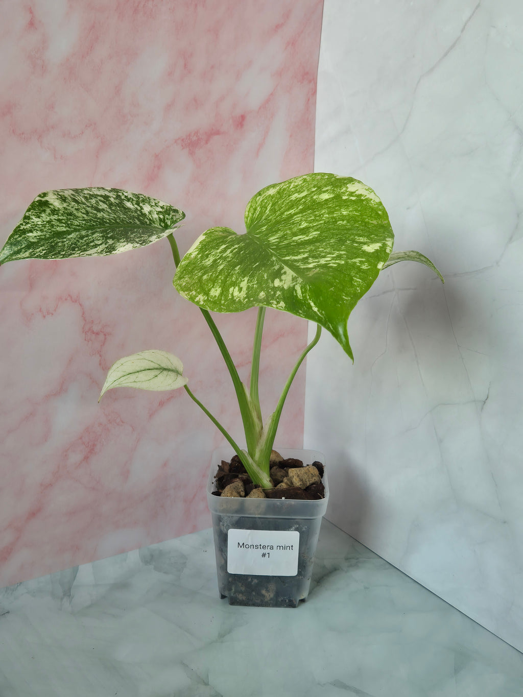 Monstera mint #1