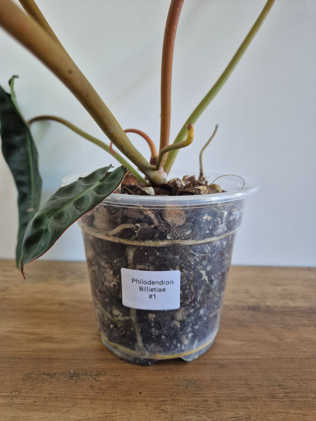 Philodendron Billietiae #1