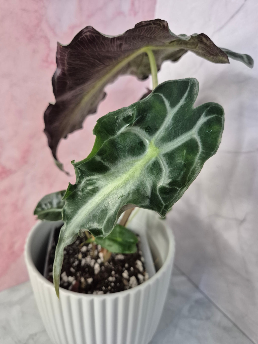 Alocasia Venom #4