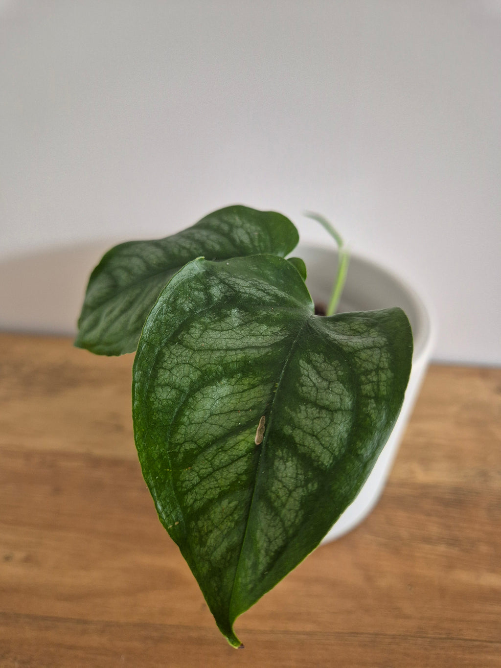 Monstera Siltepecana #4