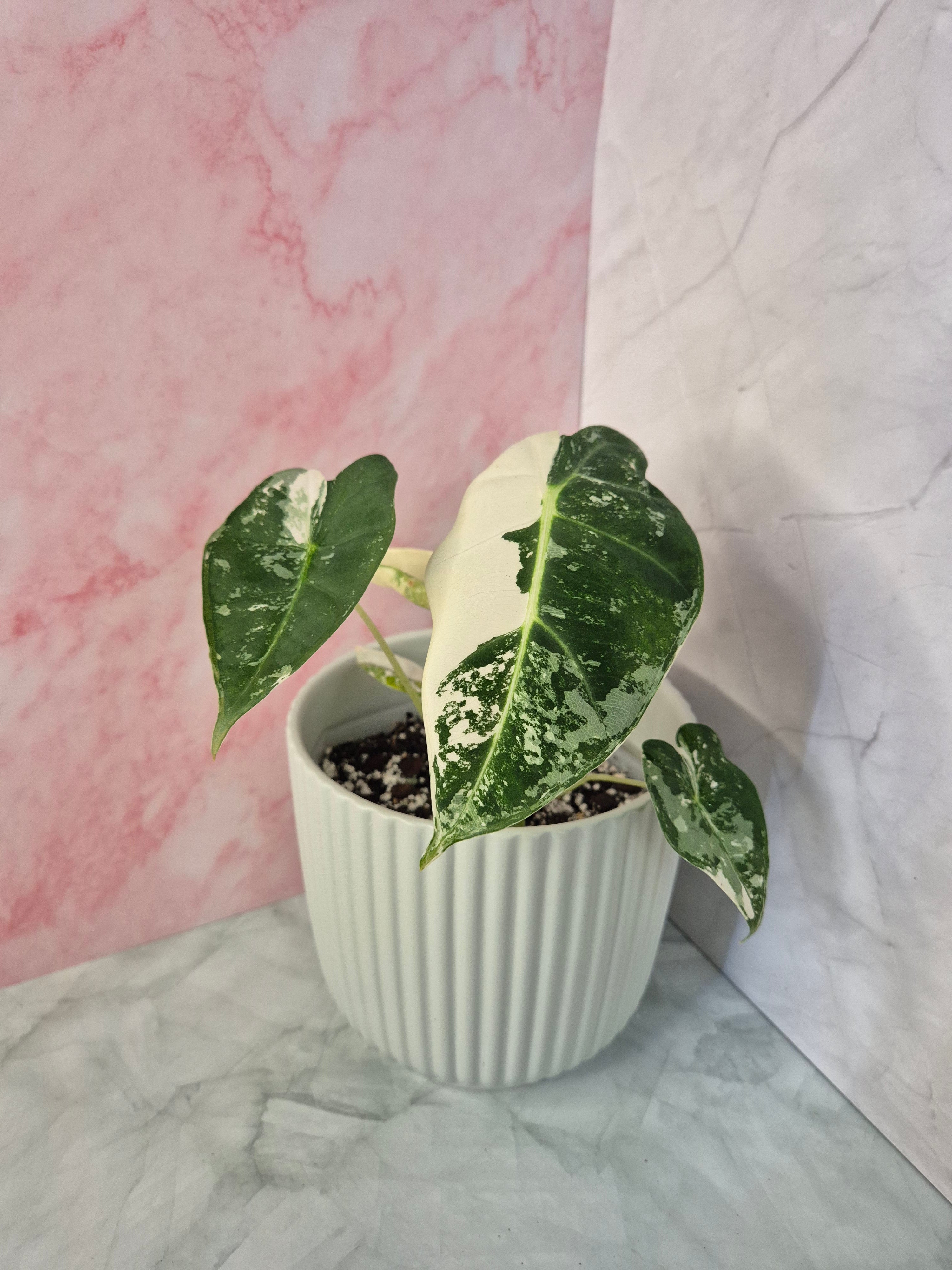 Alocasia Micholitziana Frydek Variegated #5