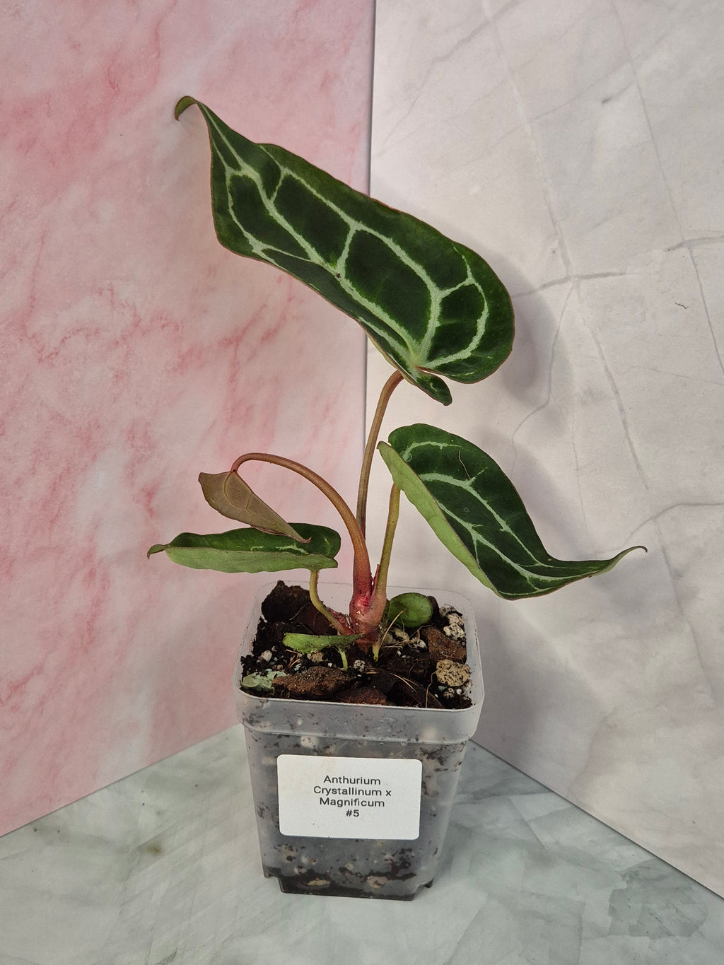 Anthurium Crystallinum x Magnificum #5