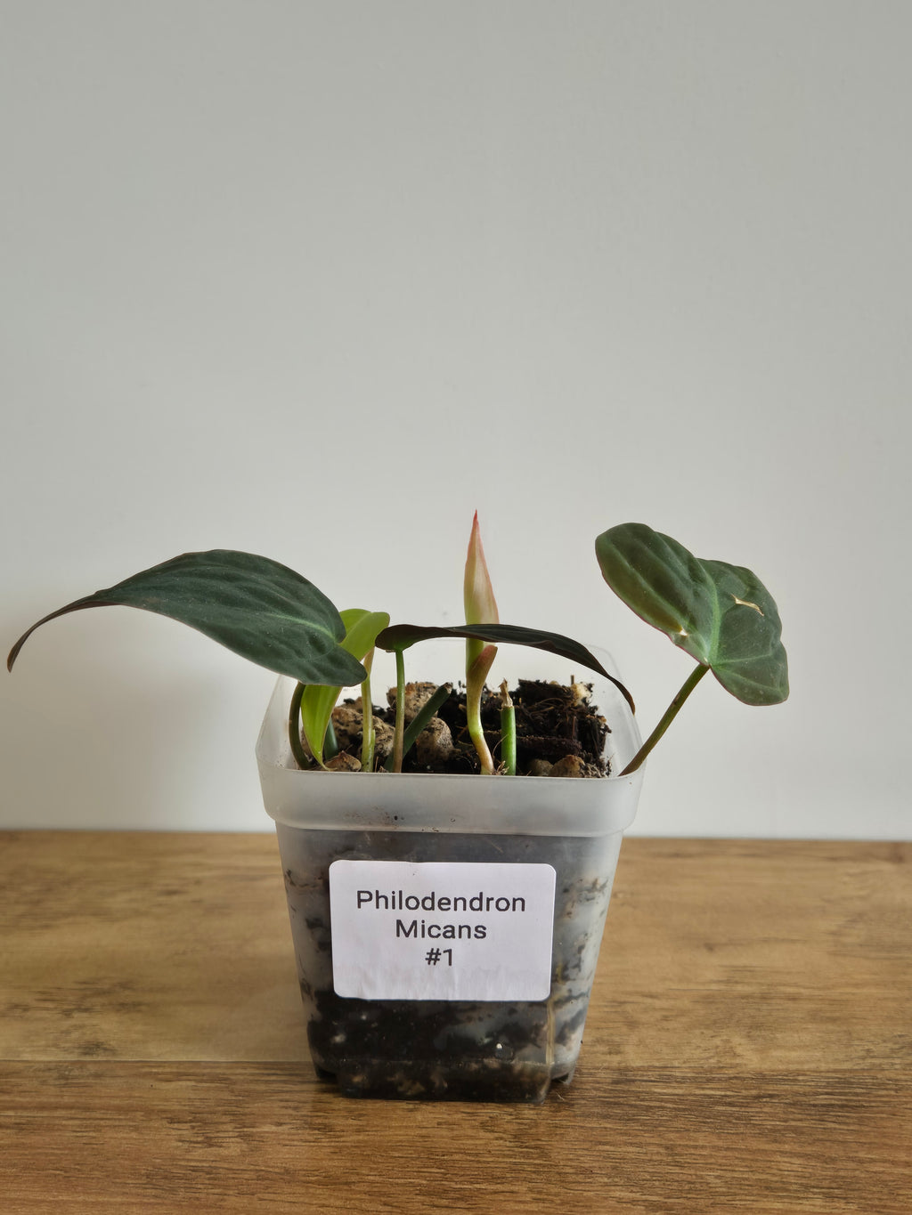 Philodendron Micans #1