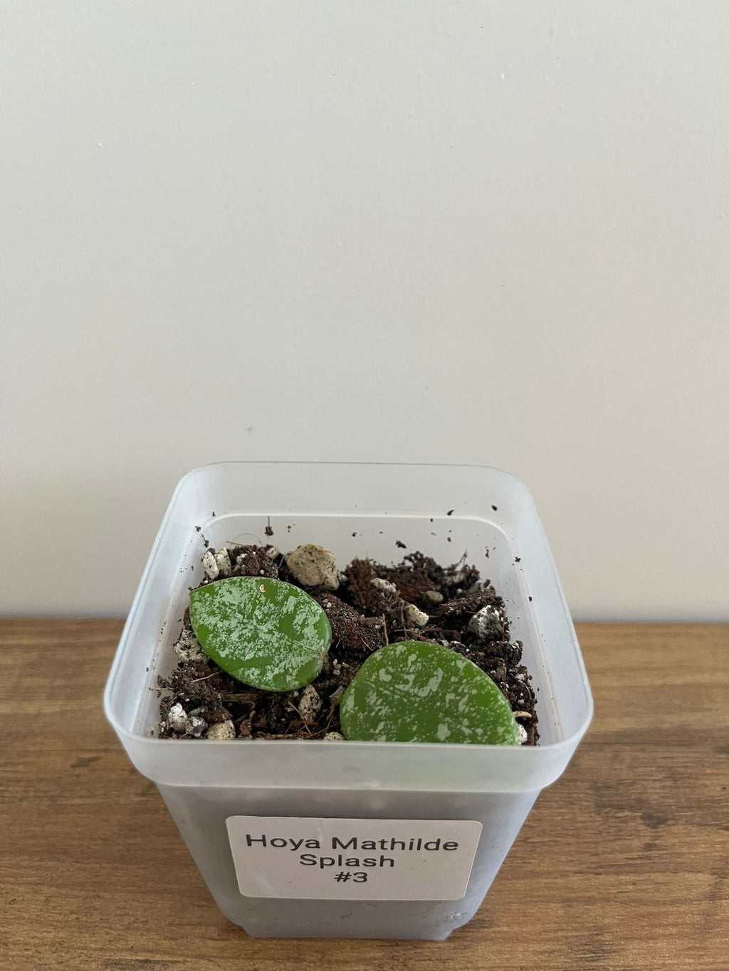 Hoya Mathilde Splash #3