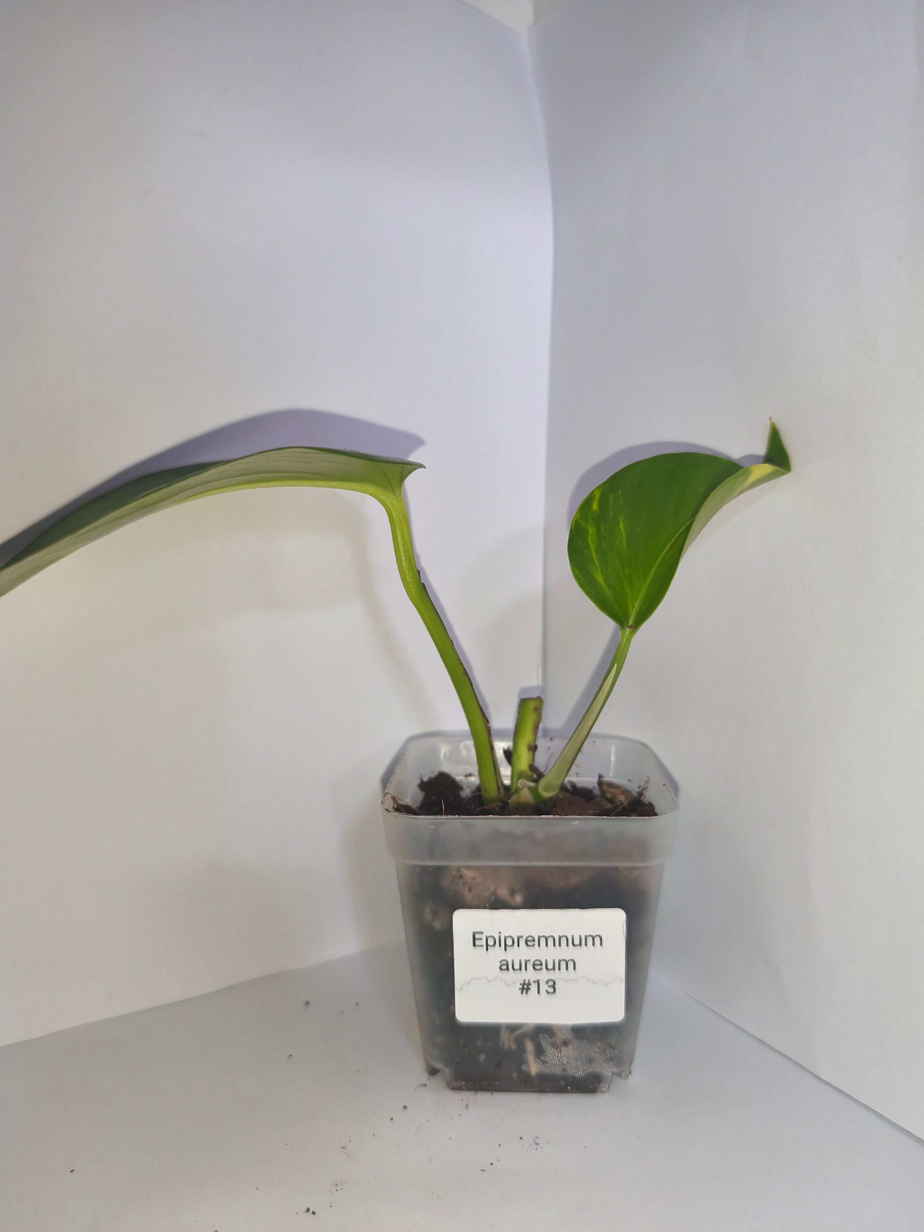 Epipremnum aureum #13
