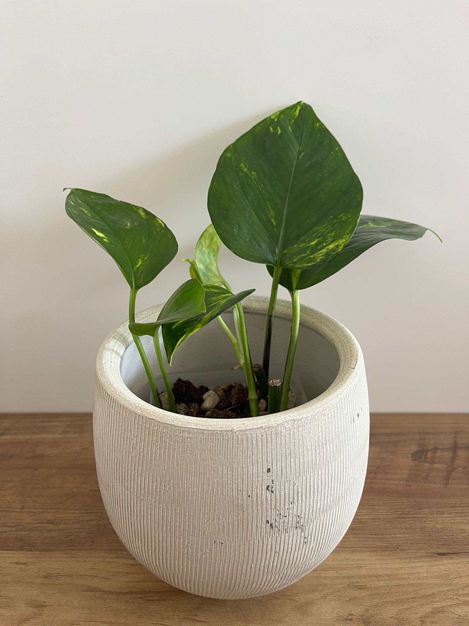 Epipremnum aureum #3