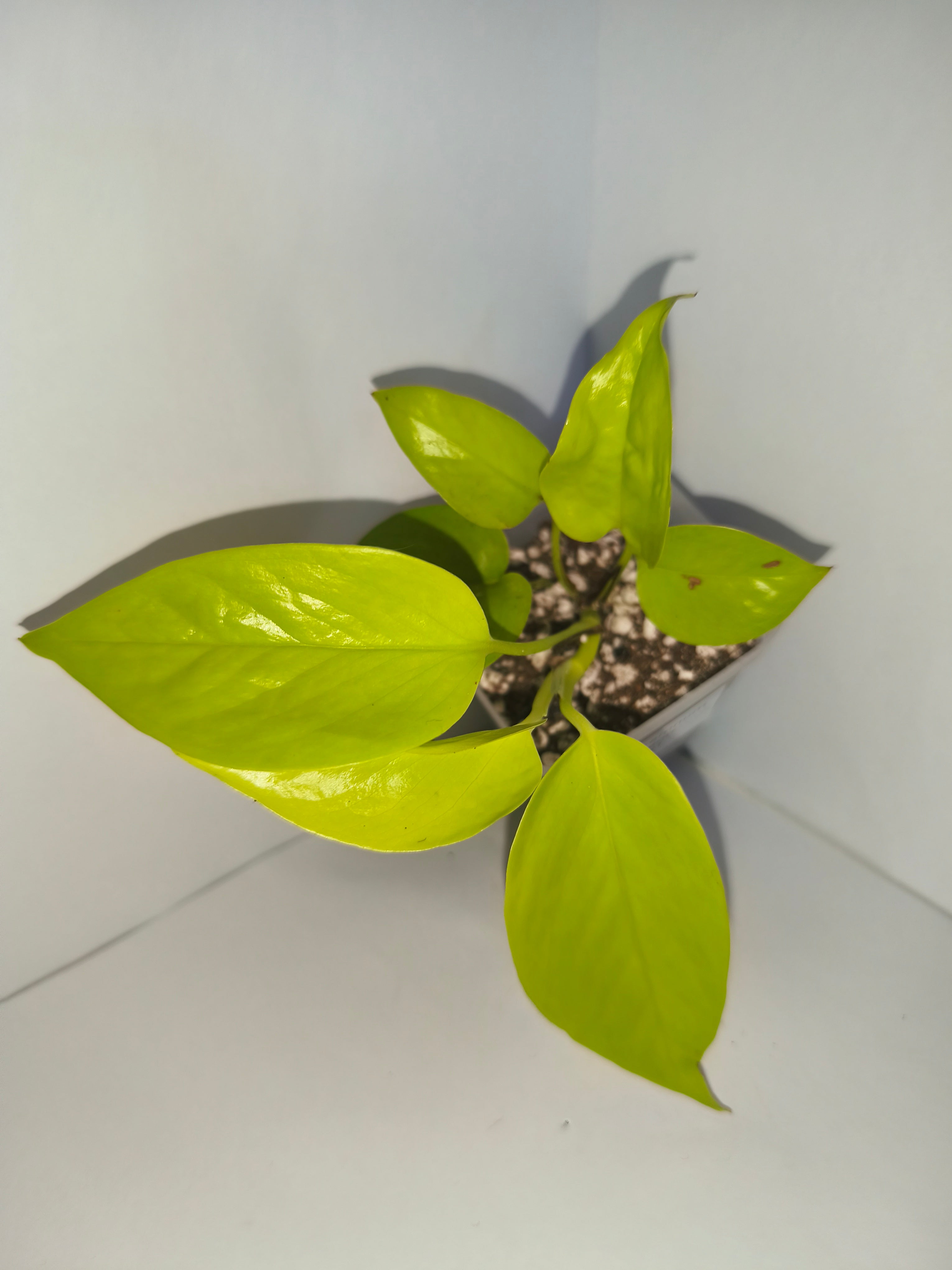 Epipremnum aureum Neon #1