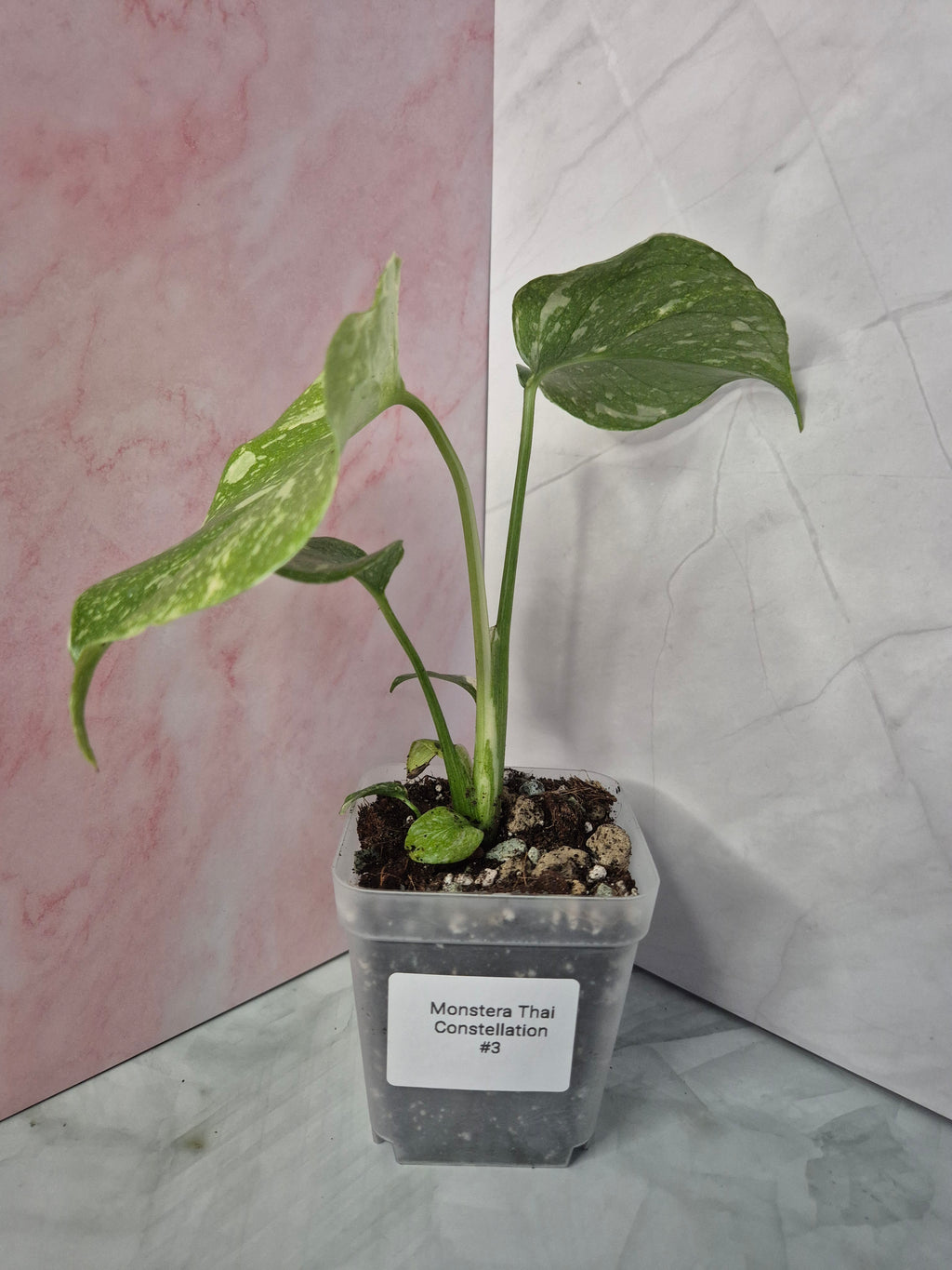 Monstera Thai Constellation #3