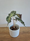 Alocasia Venom #1