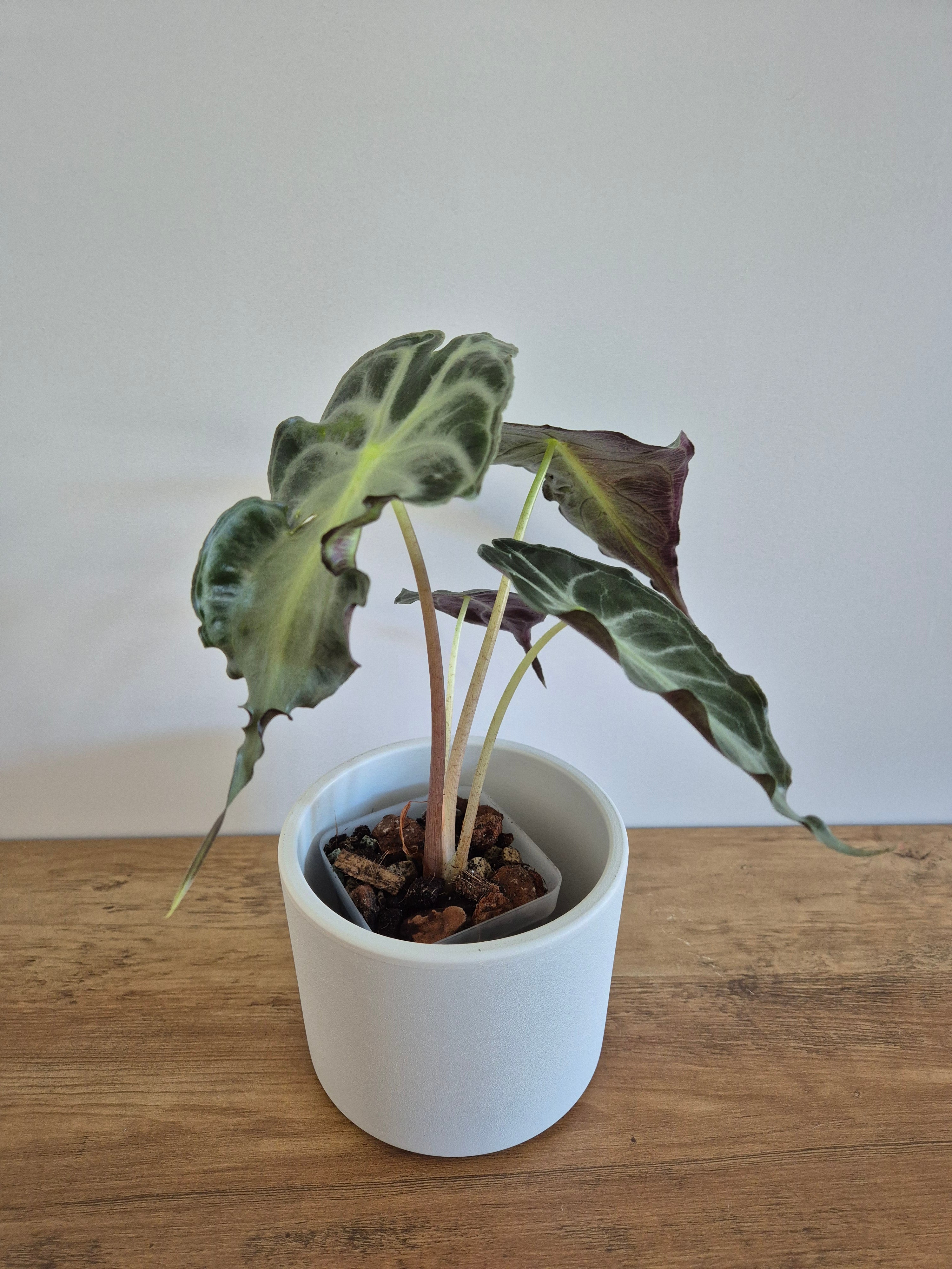 Alocasia Venom #1