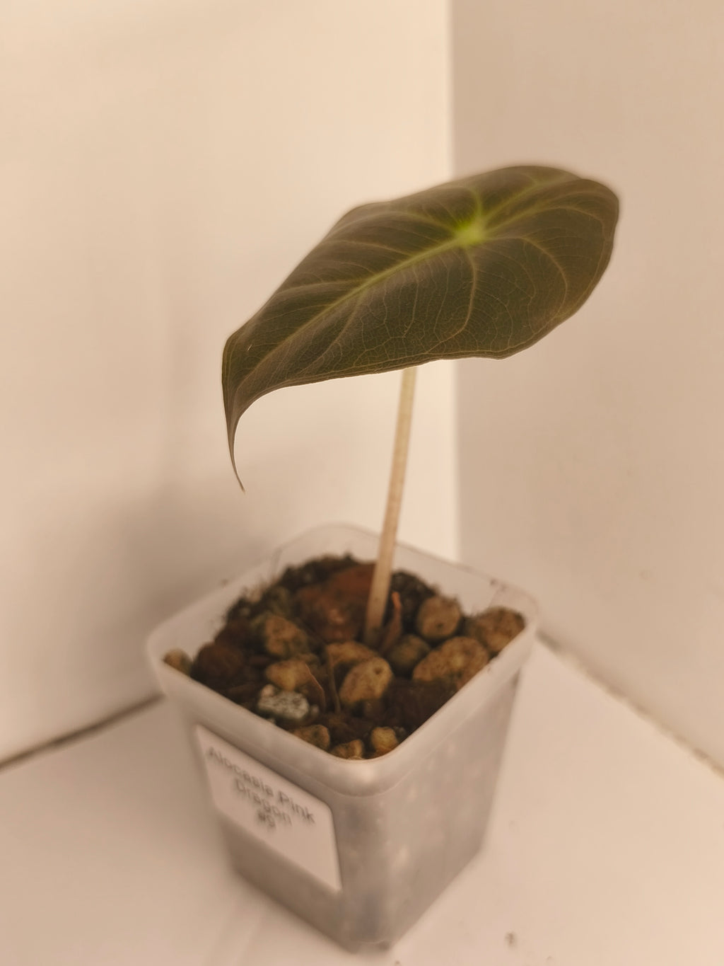 Alocasia Pink Dragon #9