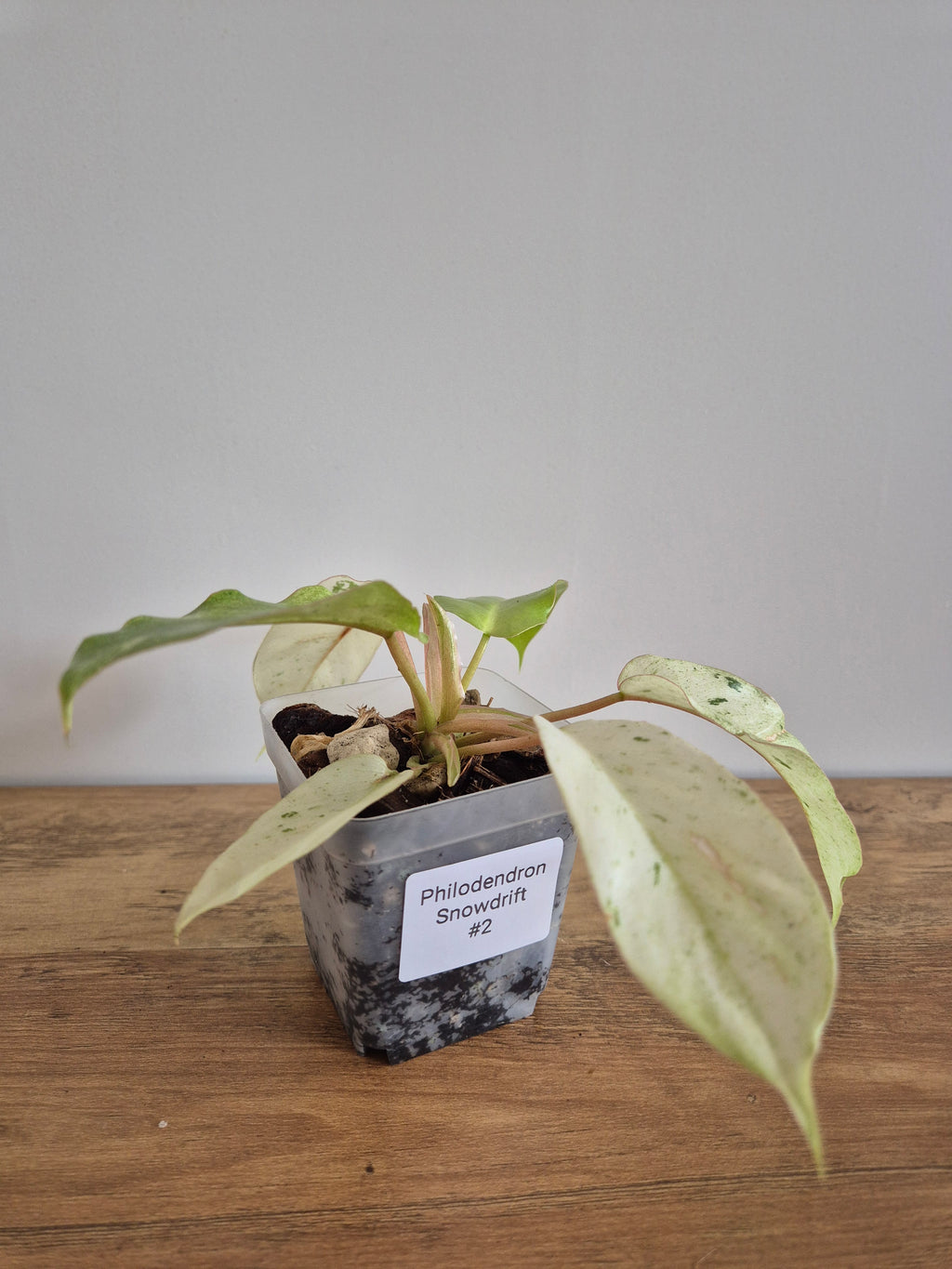 Philodendron Snowdrift #2