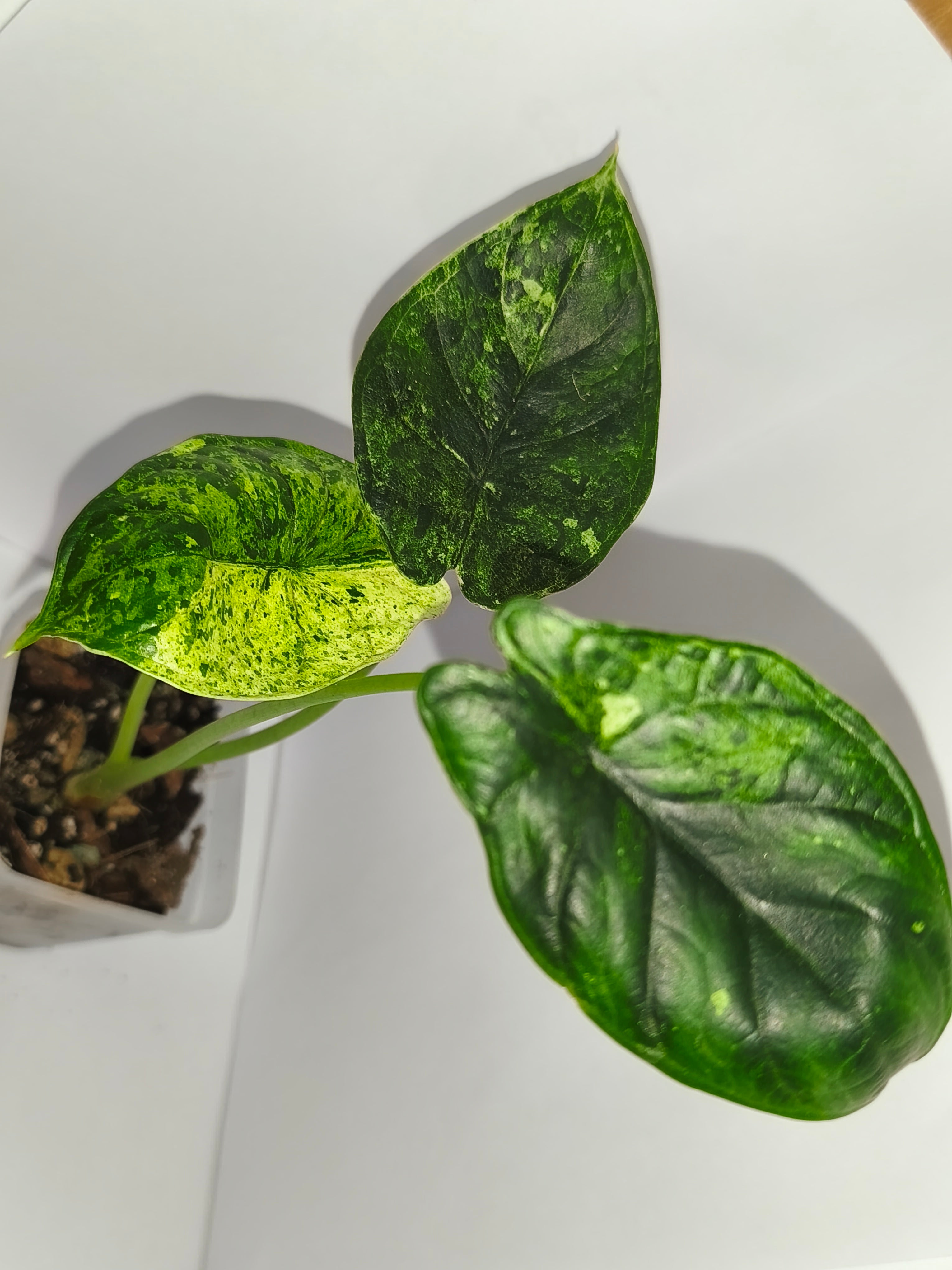Alocasia Dragon Scale mint #6