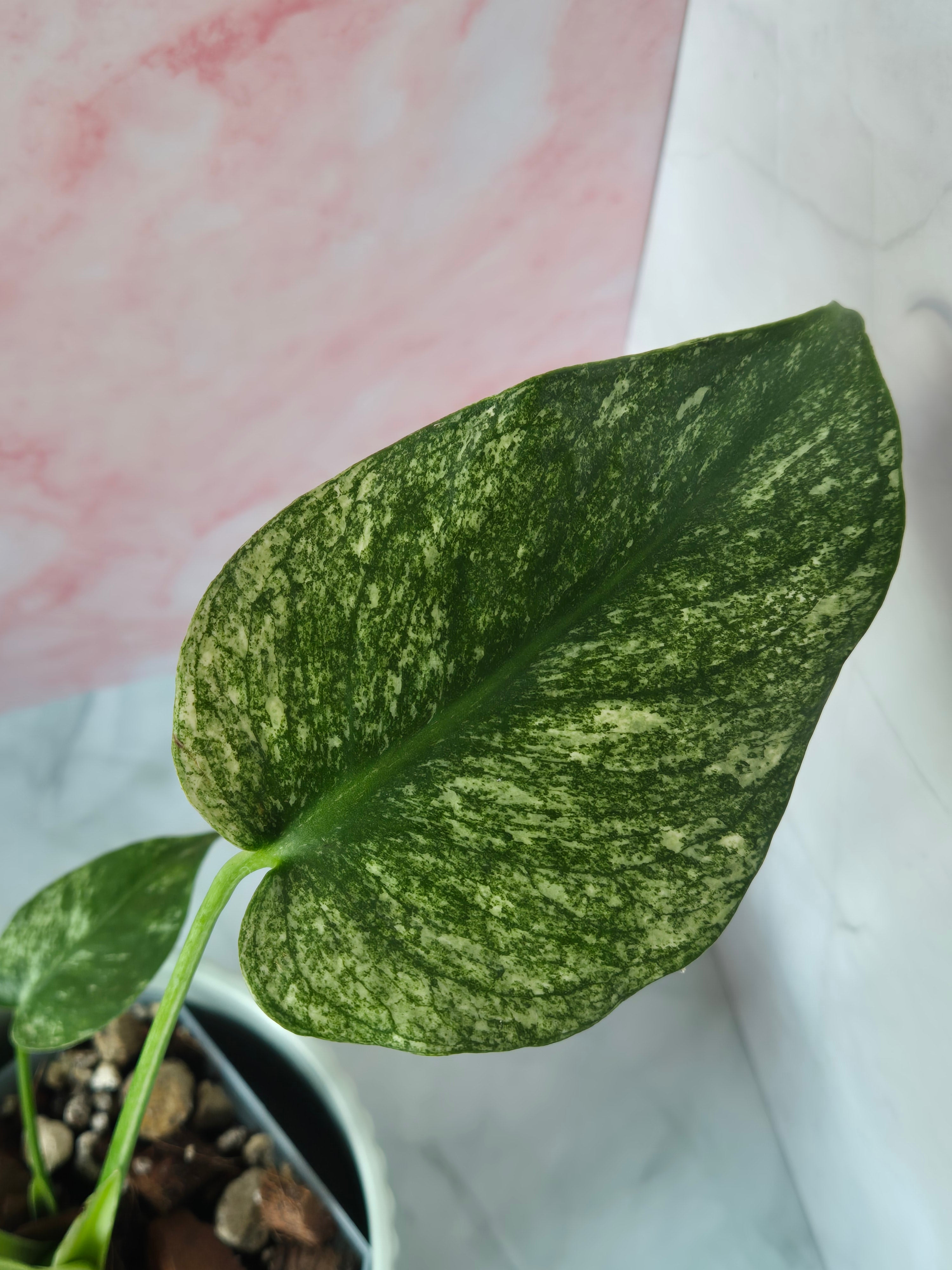 Monstera Mint #2