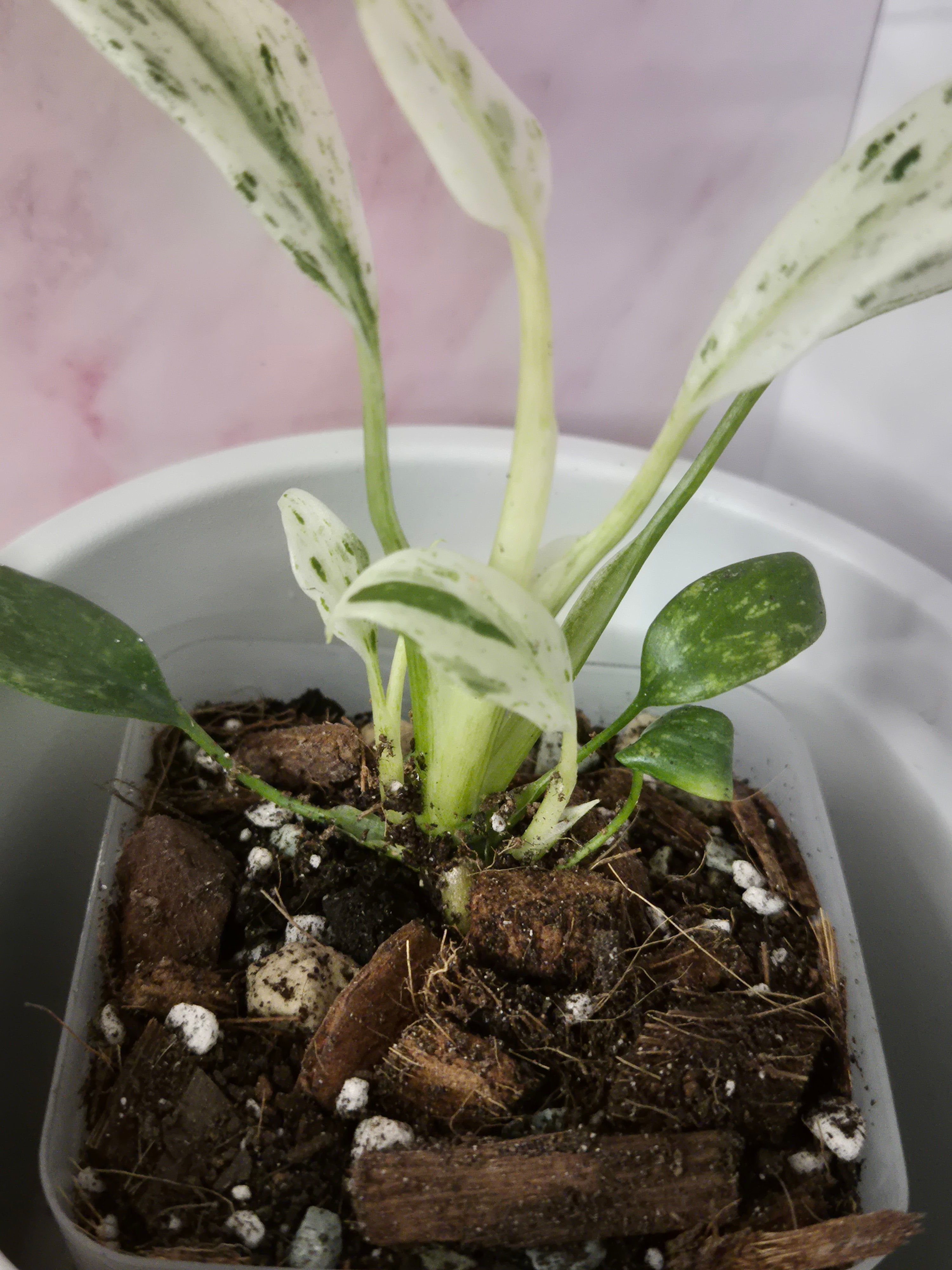 Rhaphidophora Puberula Variegata #17