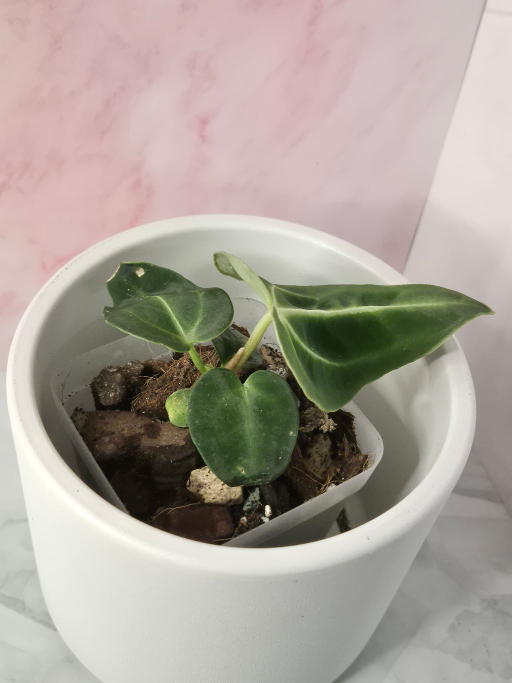 Anthurium Regale #17