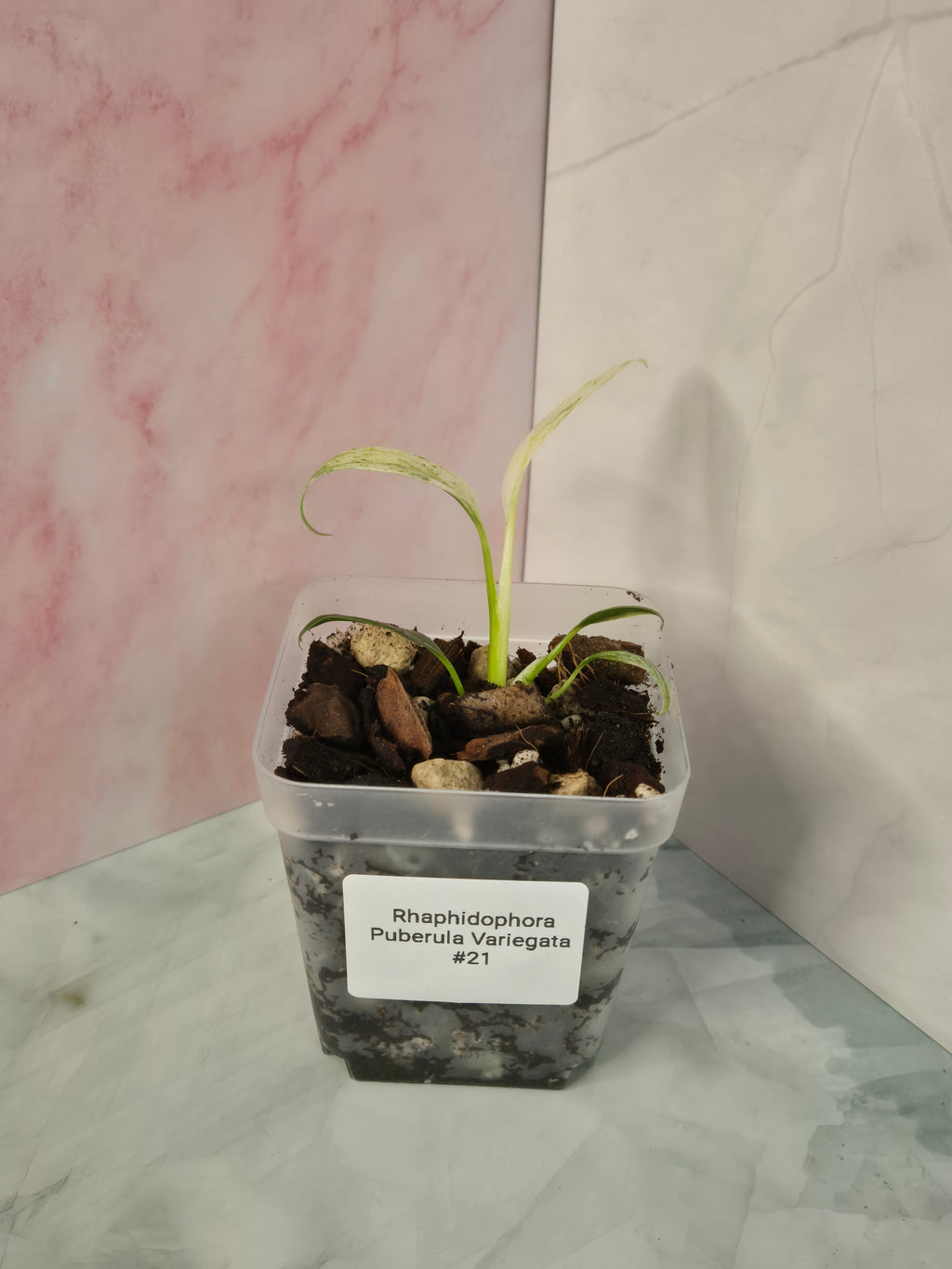 Rhaphidophora Puberula Variegata #21