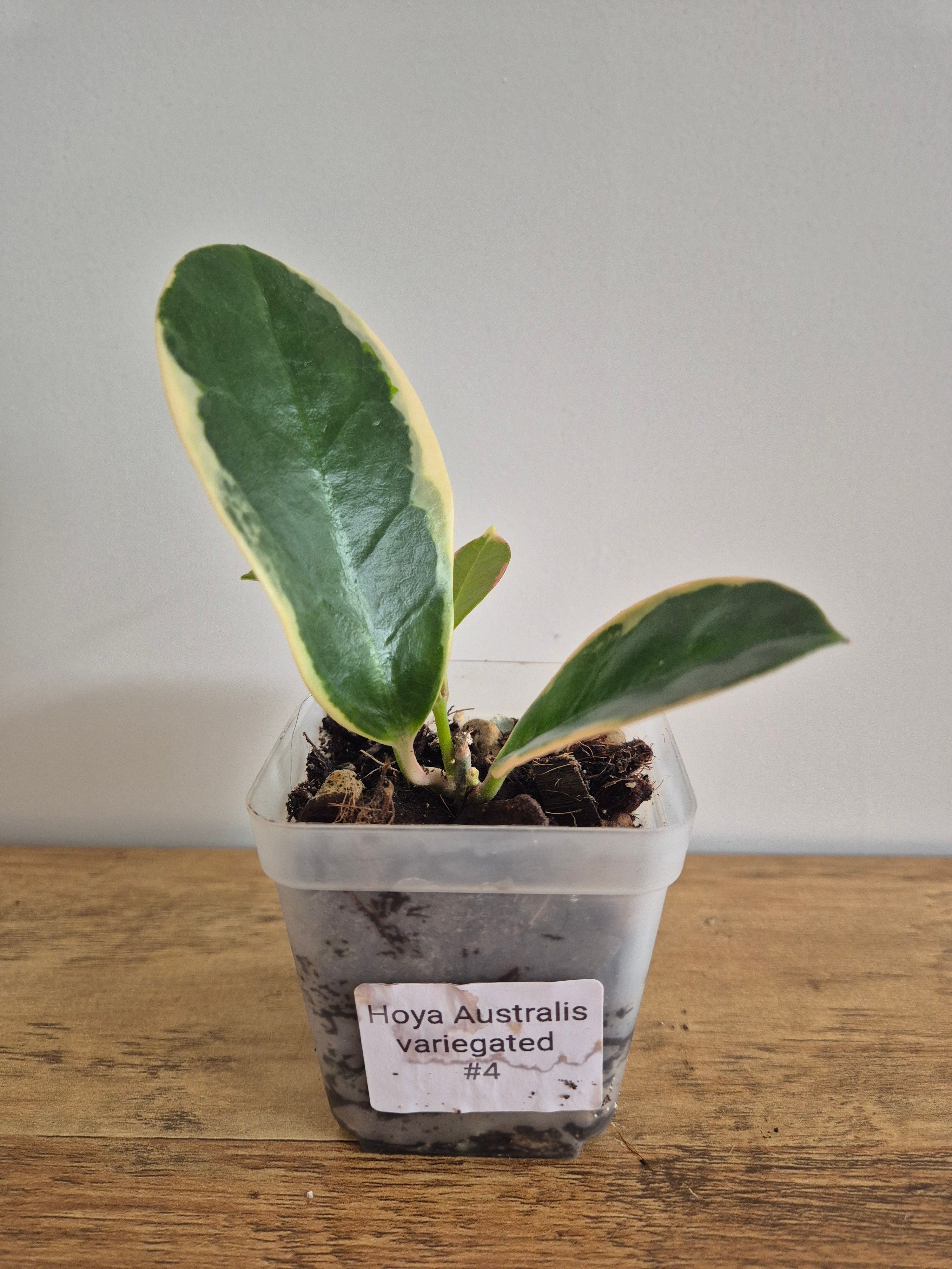 Hoya Australis Variegated #4
