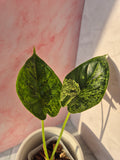 Alocasia Dragon Scale mint #7